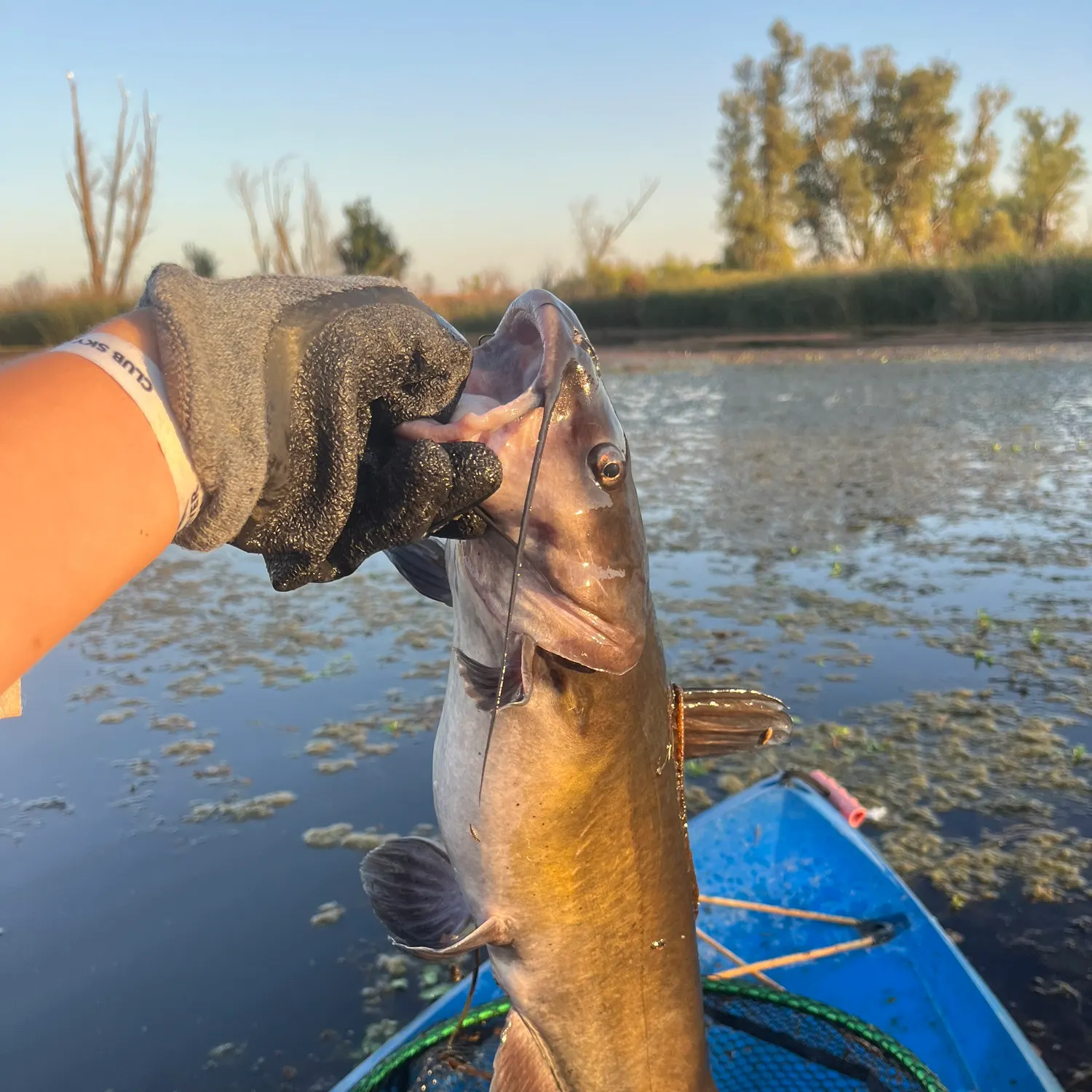 Channel catfish caught on Fishbrain