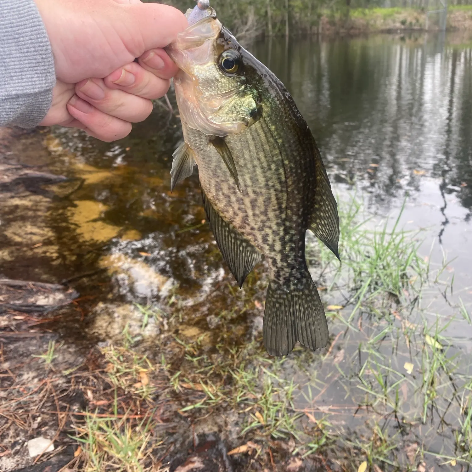 Black crappie caught on Fishbrain