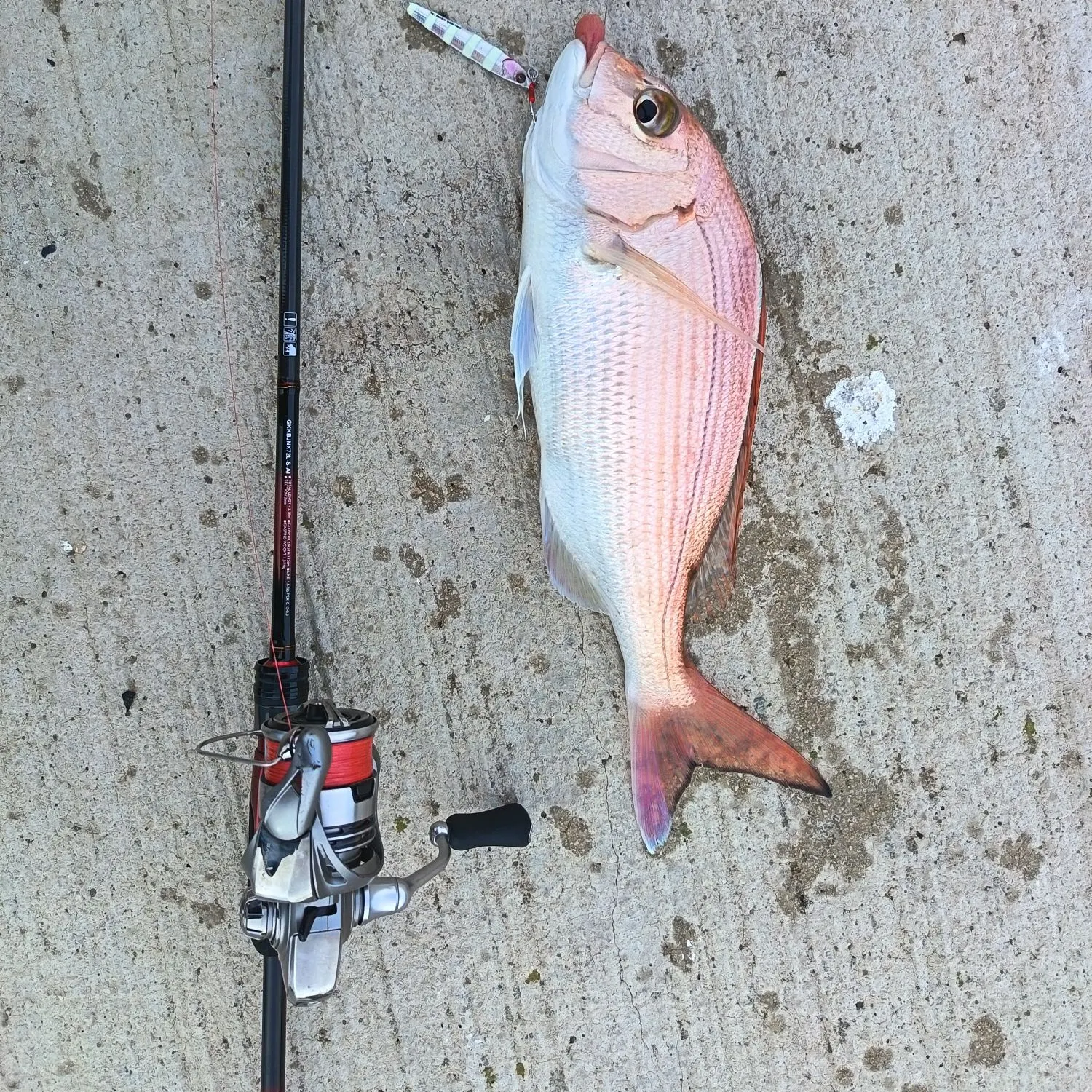 The most recent Pink dentex catches on Fishbrain