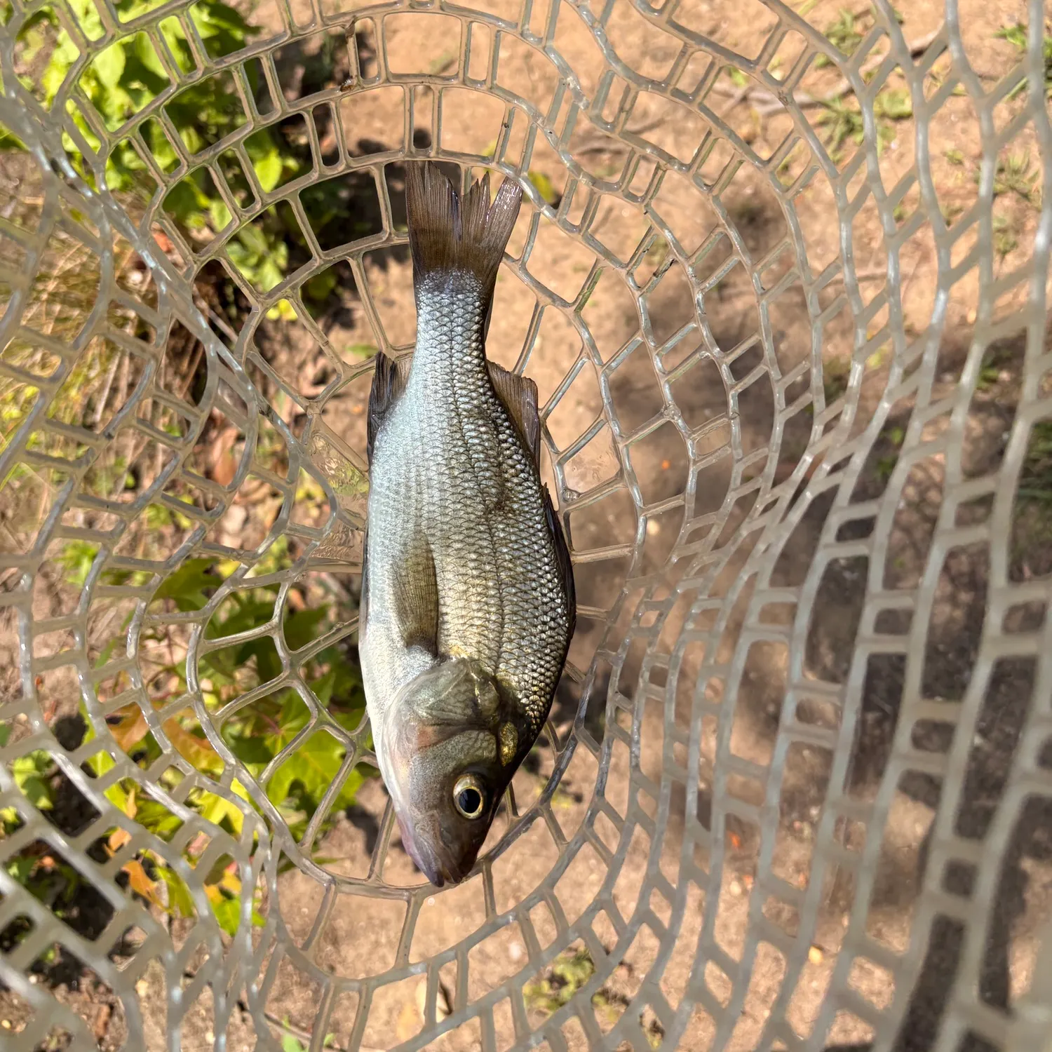 White perch caught on Fishbrain