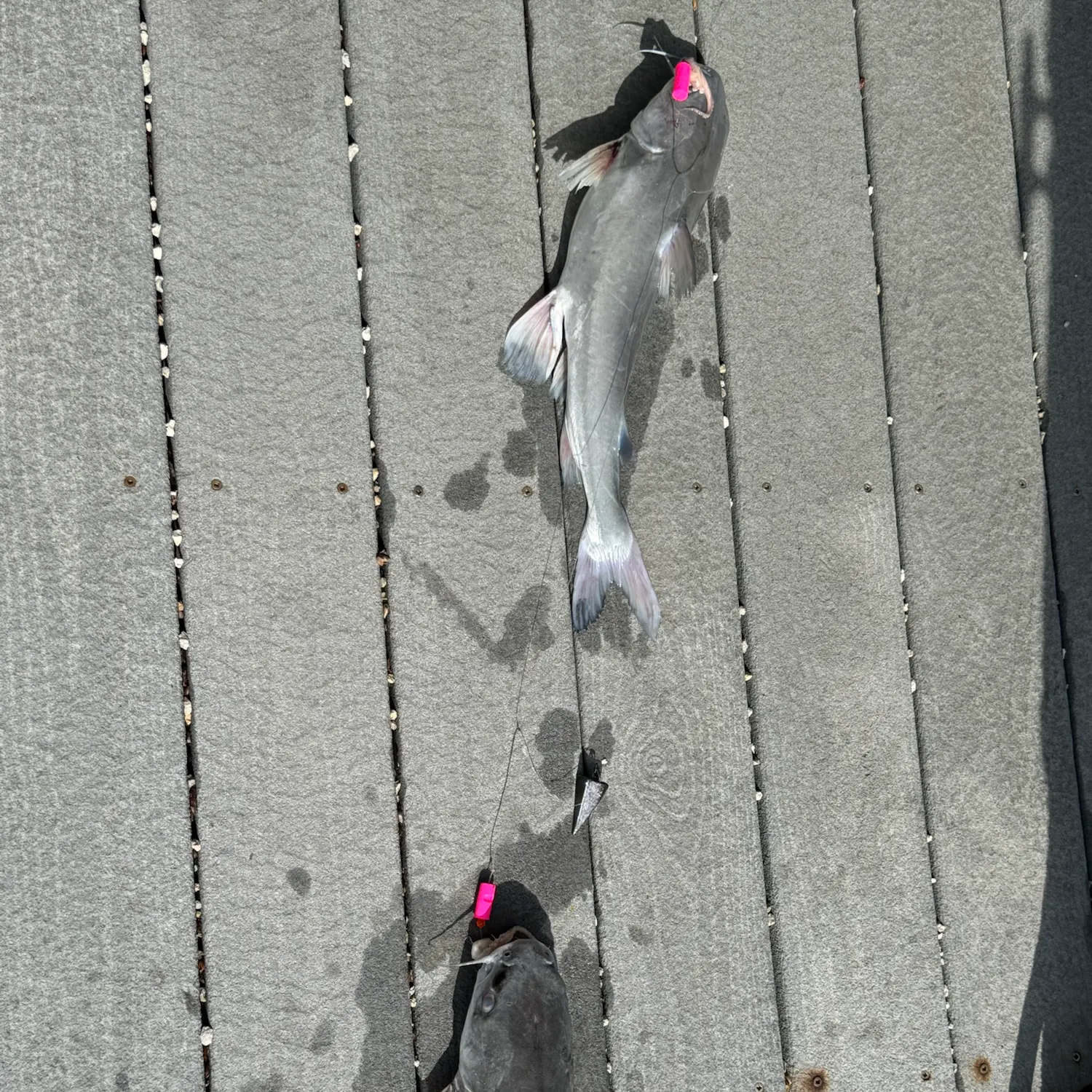 White bullhead caught on Fishbrain