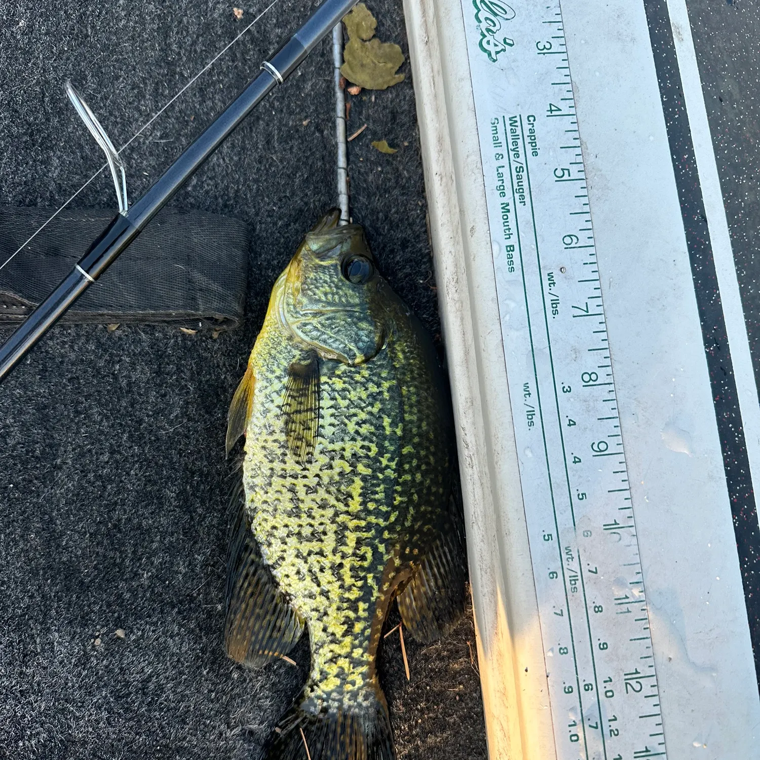 recently logged catches