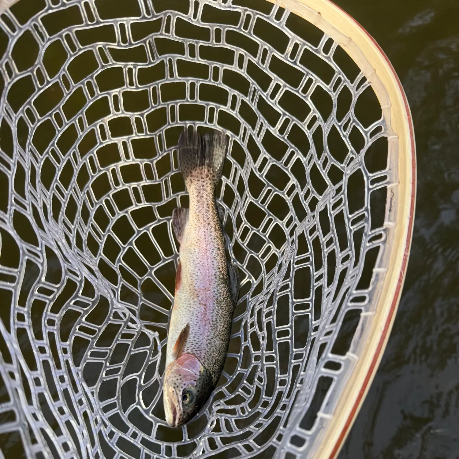 Rainbow trout caught on Fishbrain