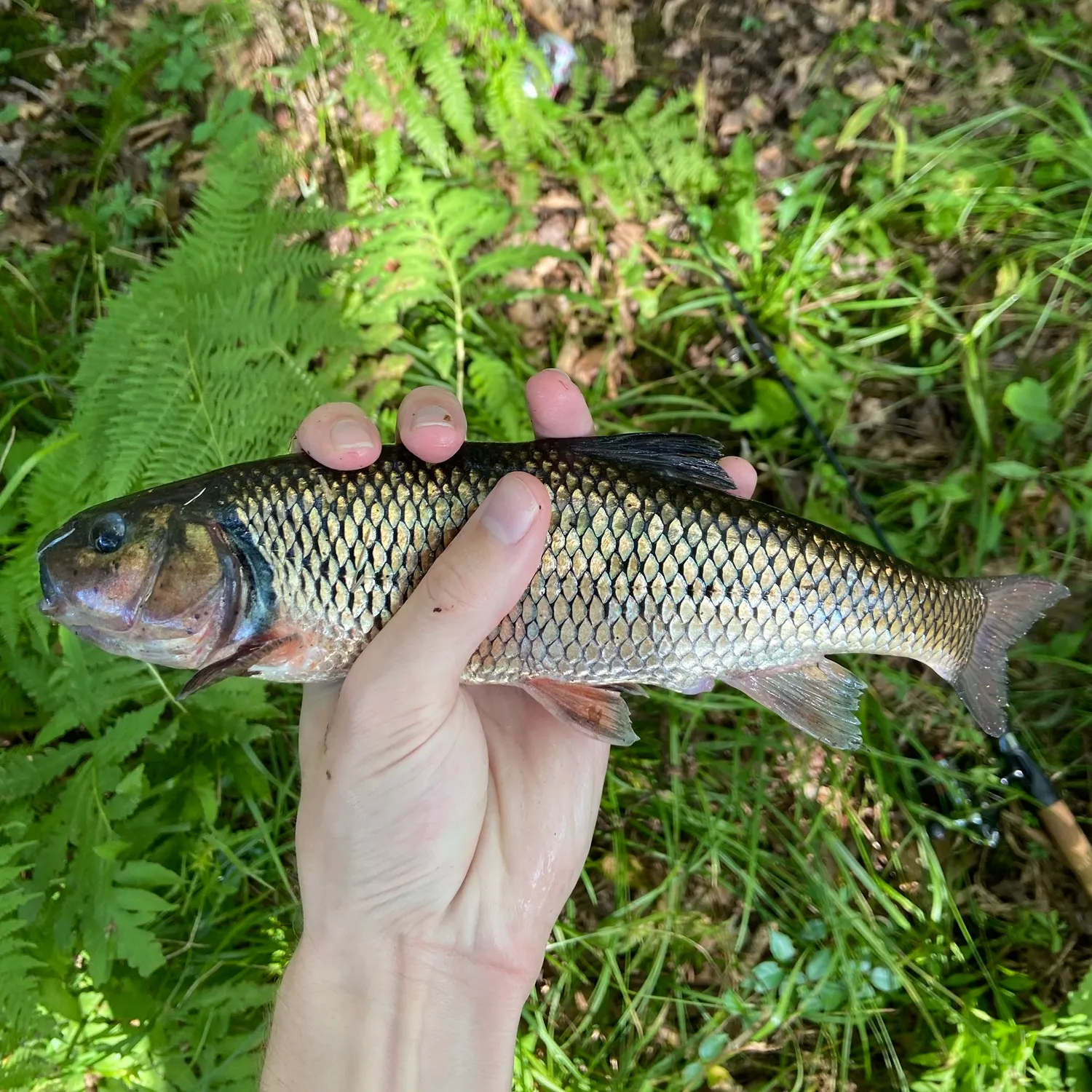 Fallfish caught on Fishbrain