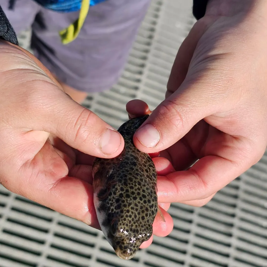The most recent Common toadfish catches on Fishbrain