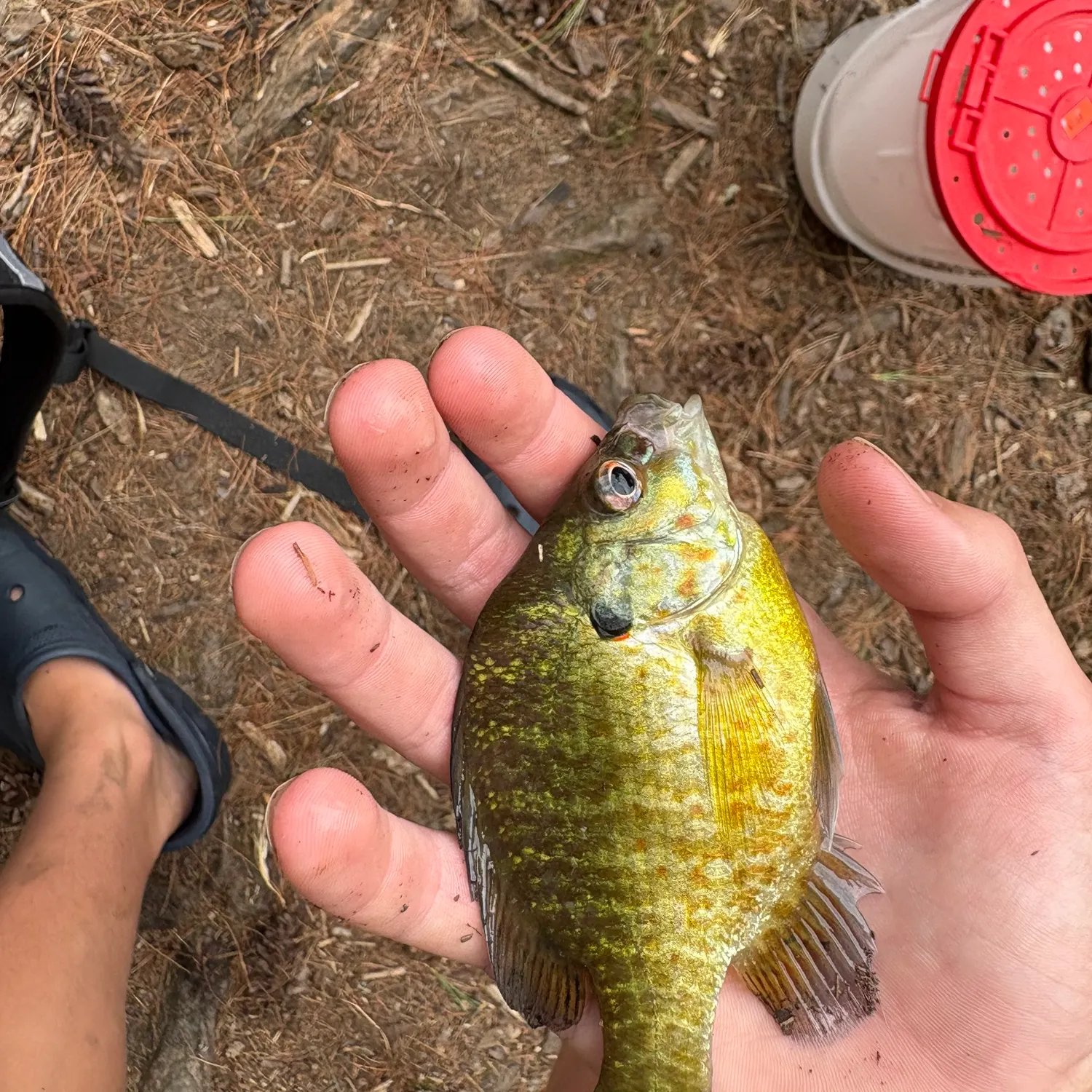 The most recent Pumpkinseed catches on Fishbrain