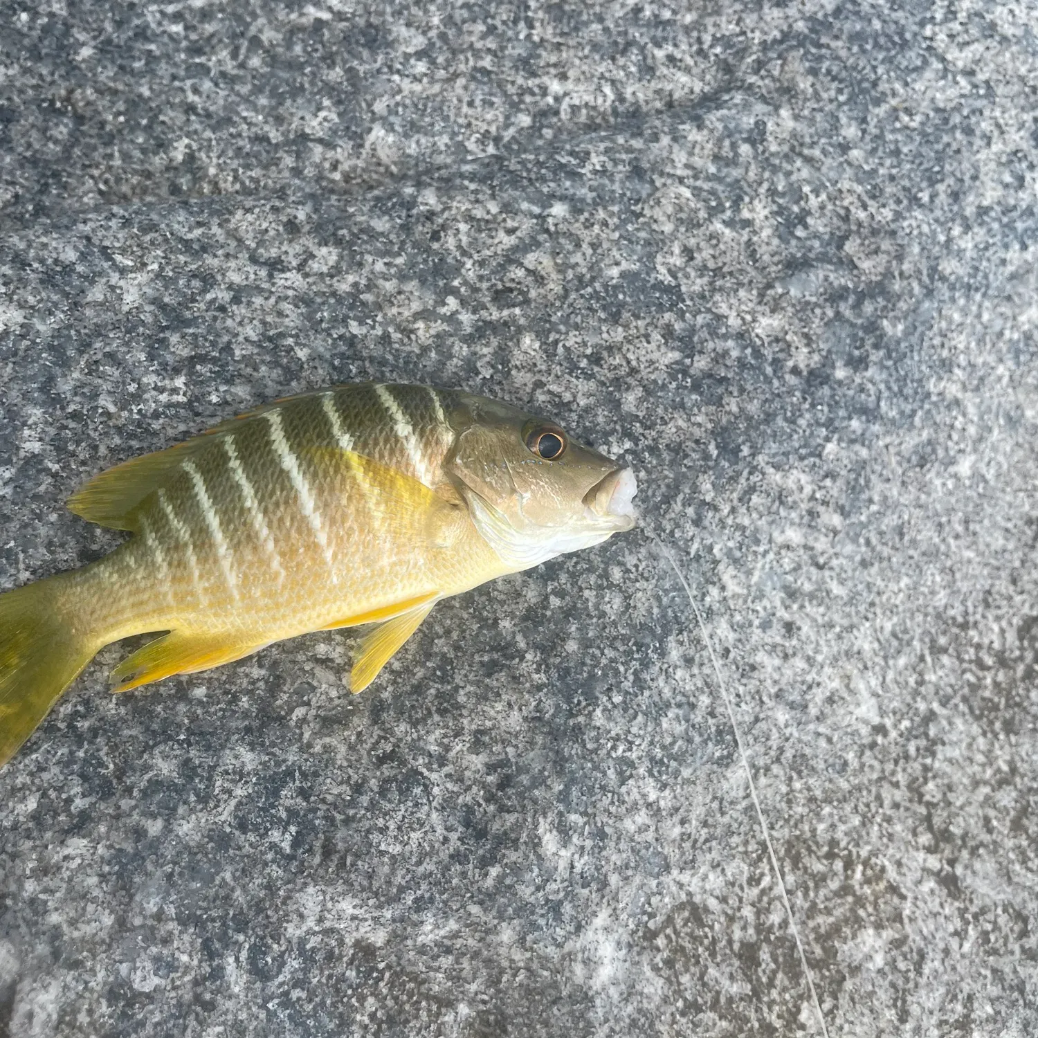 The most recent Schoolmaster snapper catches on Fishbrain