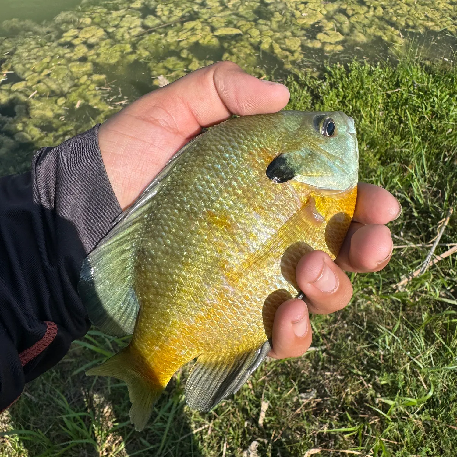 Bluegill caught on Fishbrain