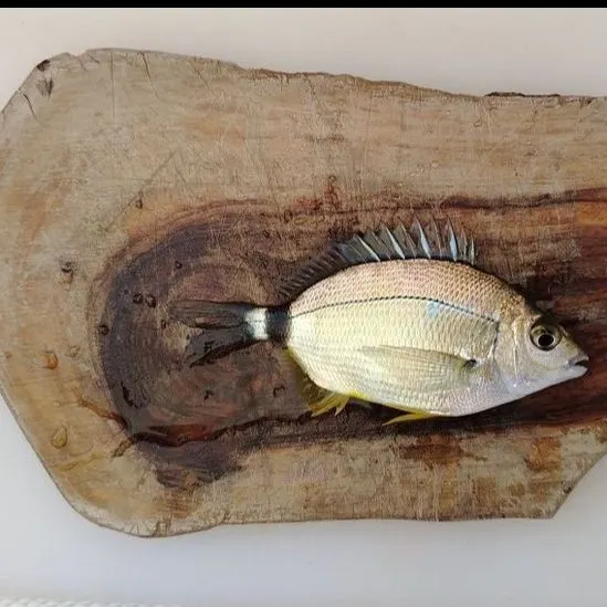 The most recent Annular seabream catches on Fishbrain