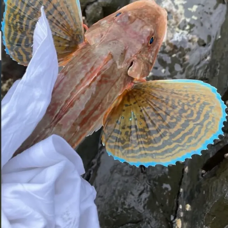 The most recent Tub gurnard catches on Fishbrain