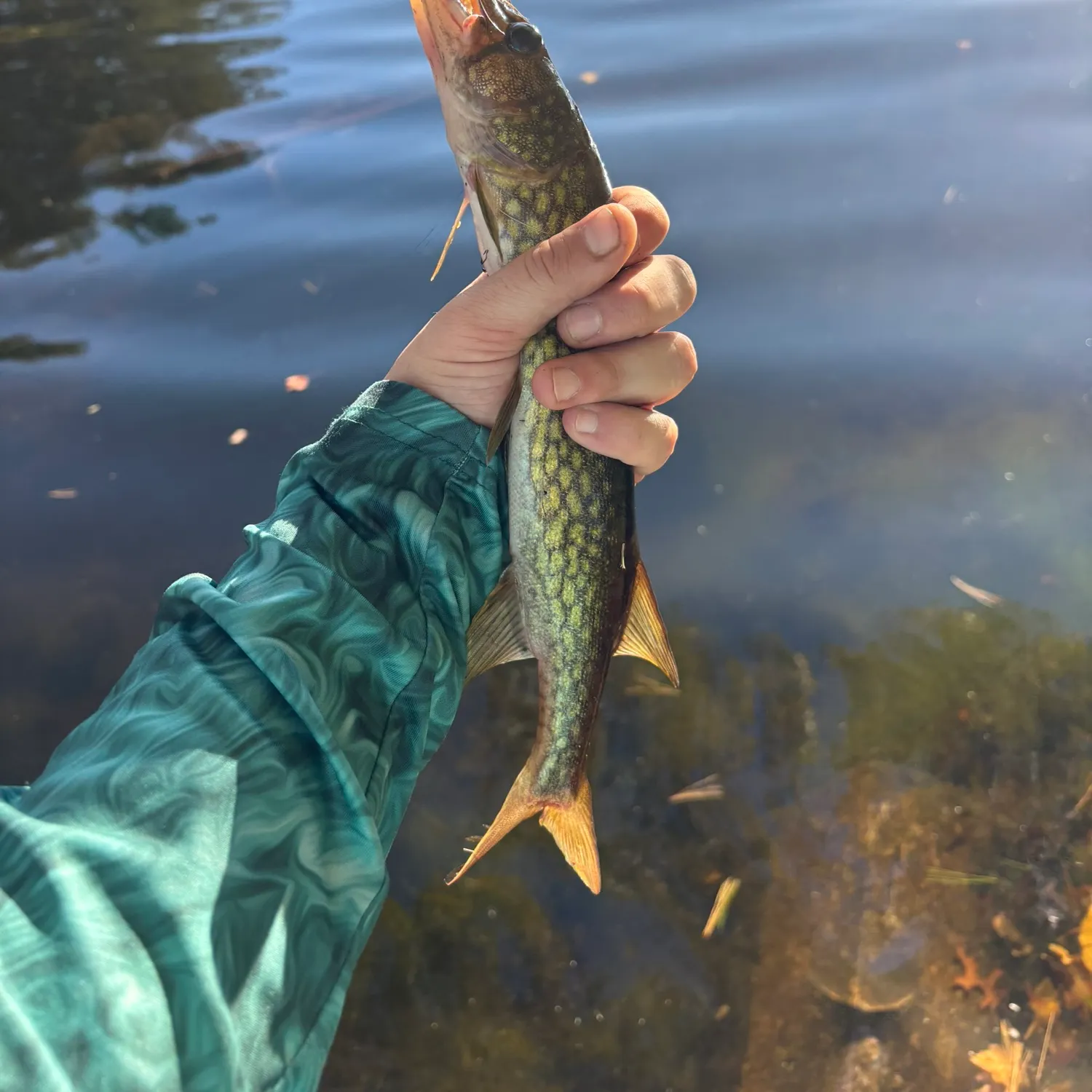 Chain pickerel caught on Fishbrain