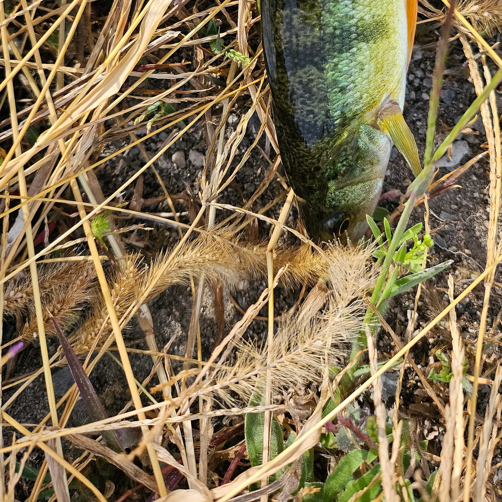 Yellow perch caught on Fishbrain