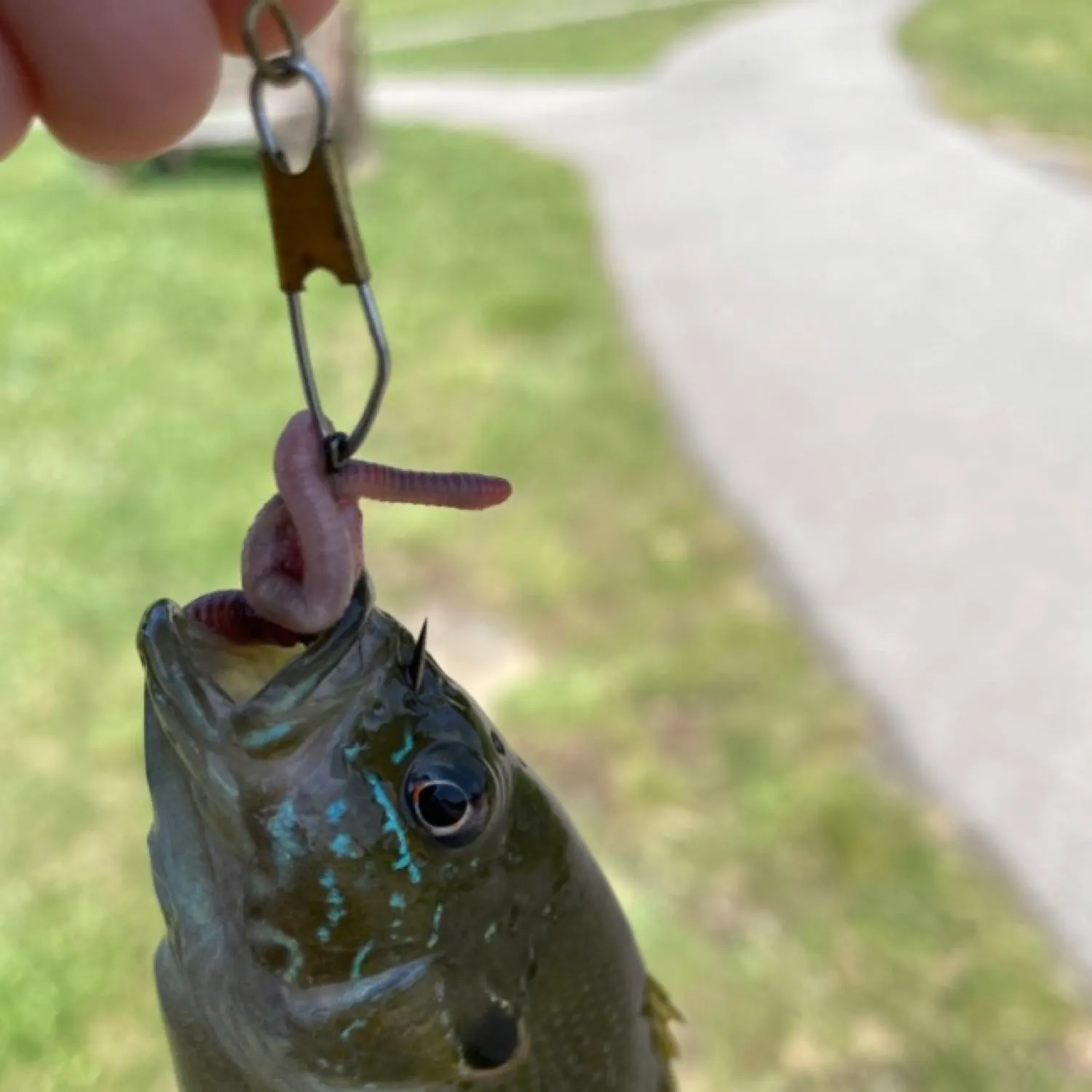 angler catch