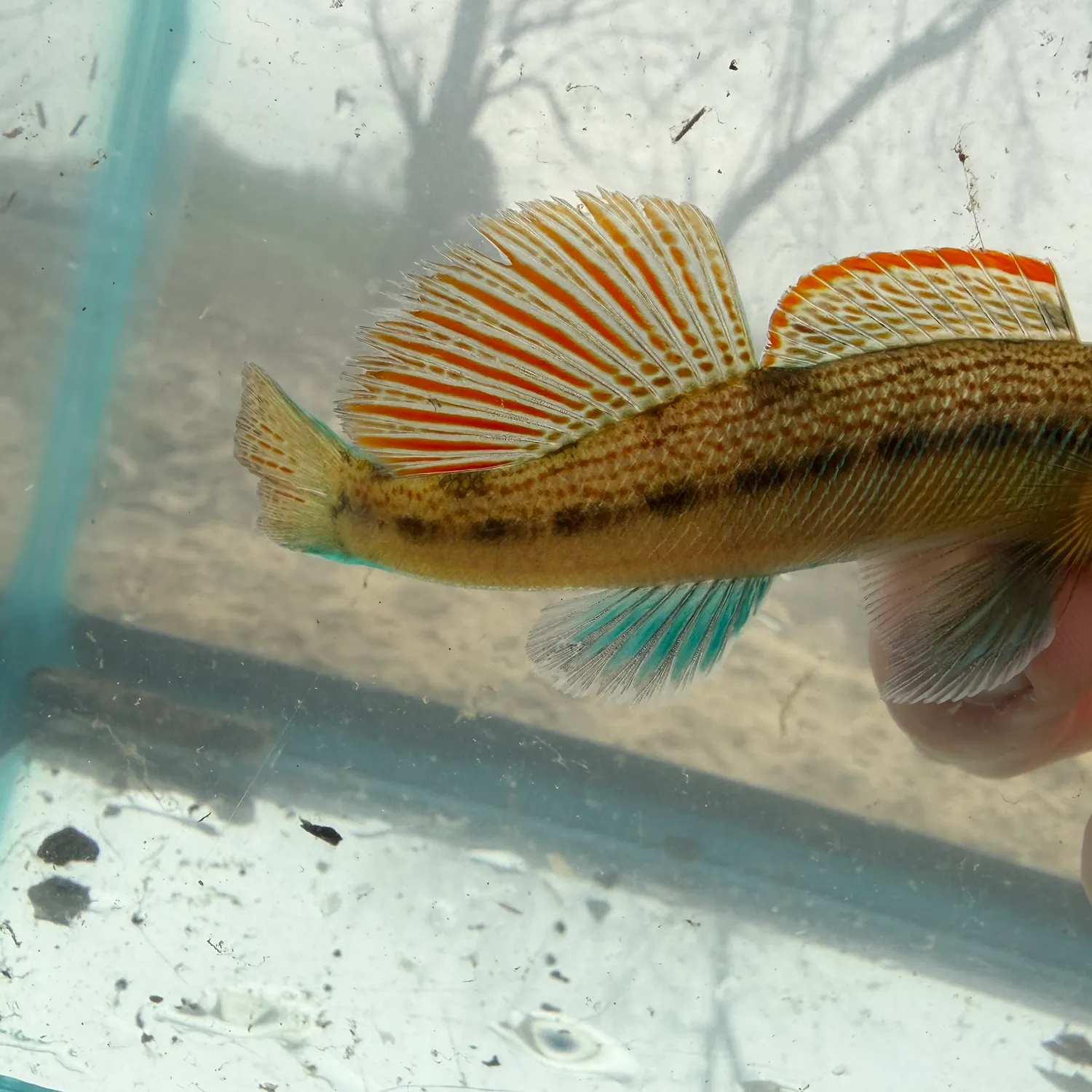 The most recent Rainbow darter catches on Fishbrain