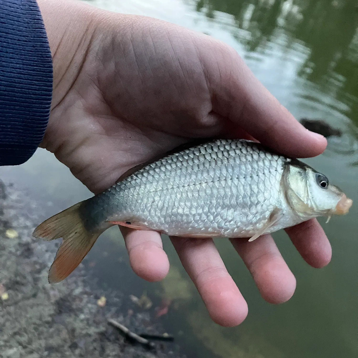 Common roach caught on Fishbrain