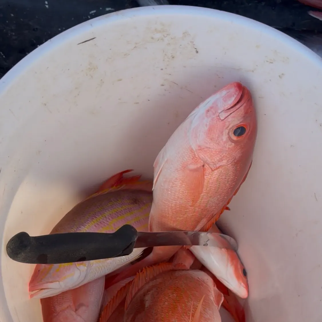 The most recent Lane snapper catches on Fishbrain