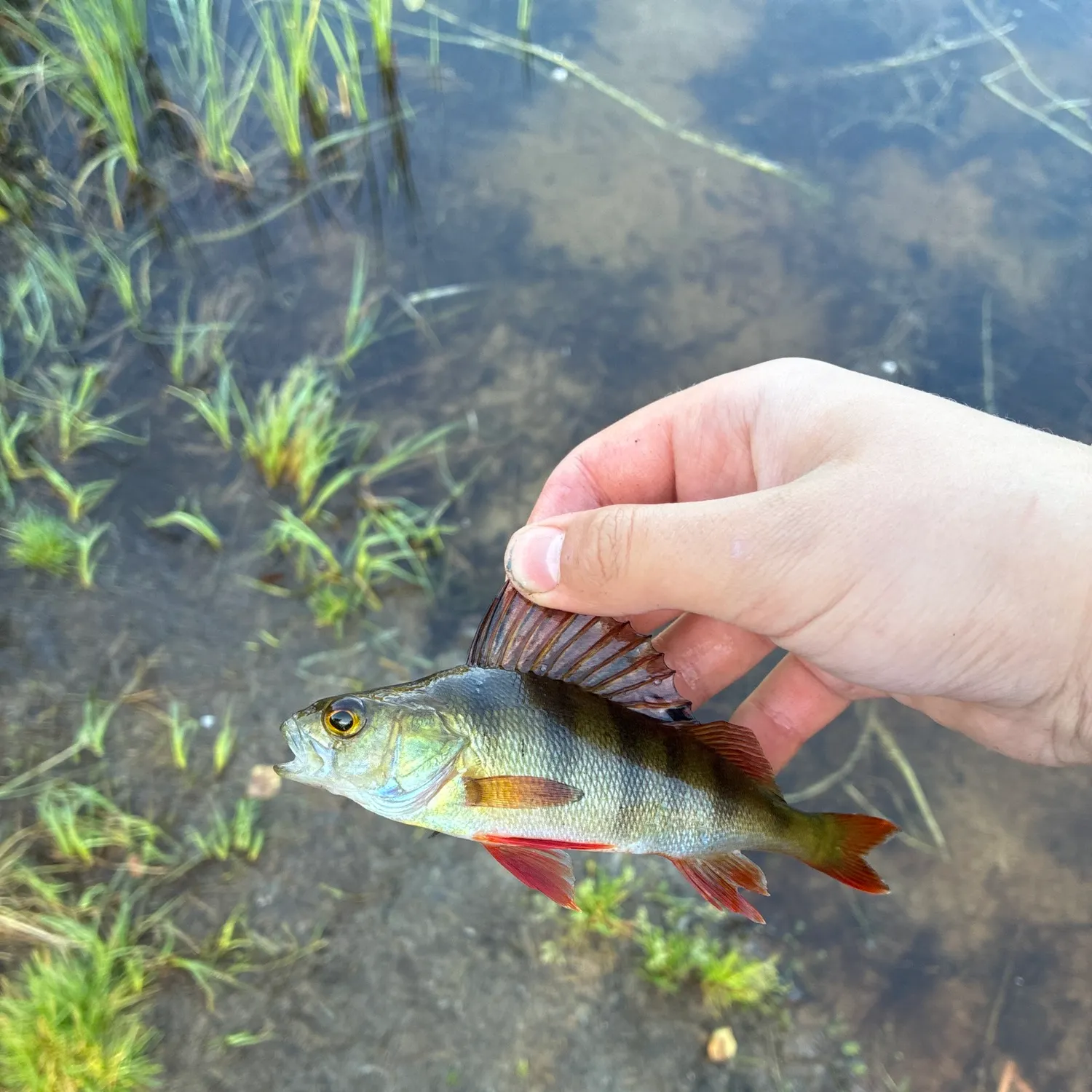 European perch caught on Fishbrain