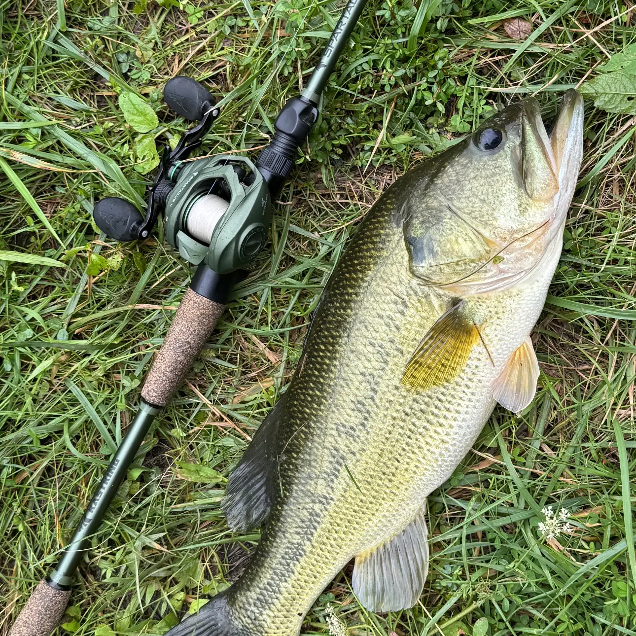 Largemouth bass caught on Fishbrain