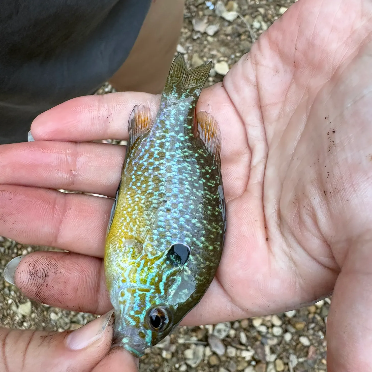 Green sunfish caught on Fishbrain