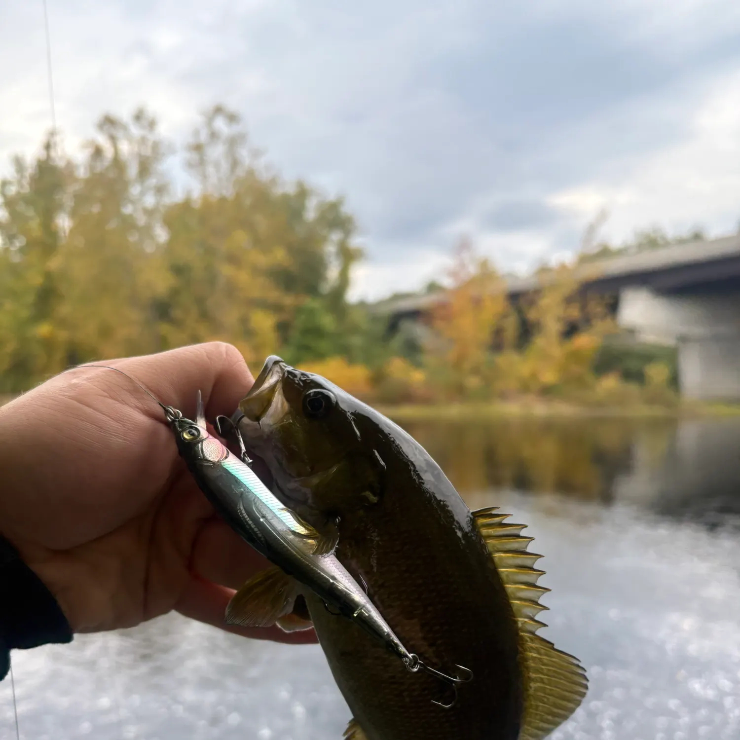 Smallmouth bass caught on Fishbrain
