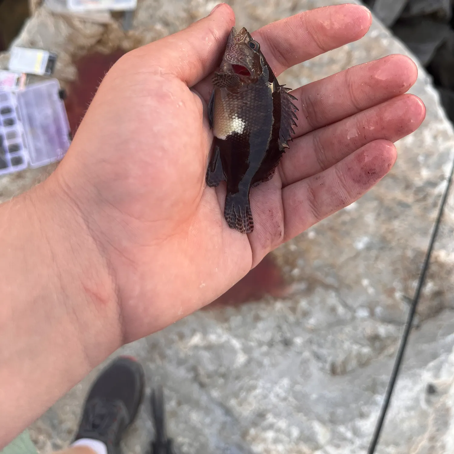 The most recent Belted sandfish catches on Fishbrain