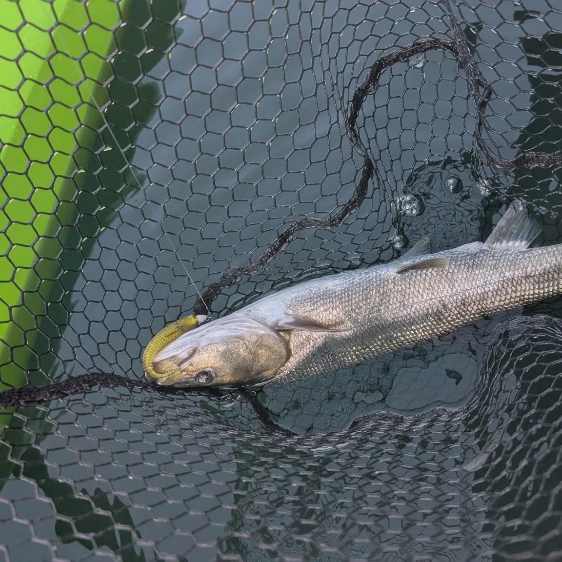The most recent Sacramento pikeminnow catches on Fishbrain