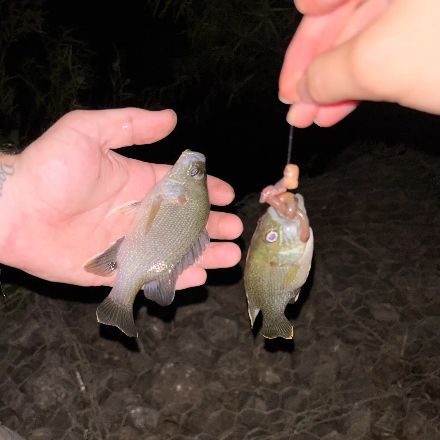 recently logged catches