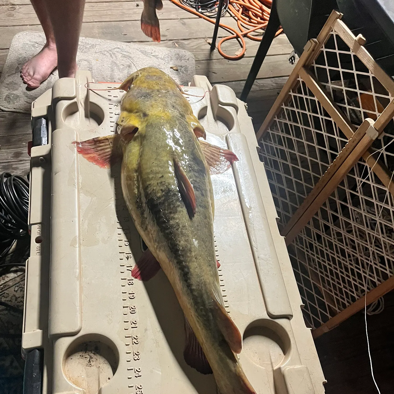 recently logged catches