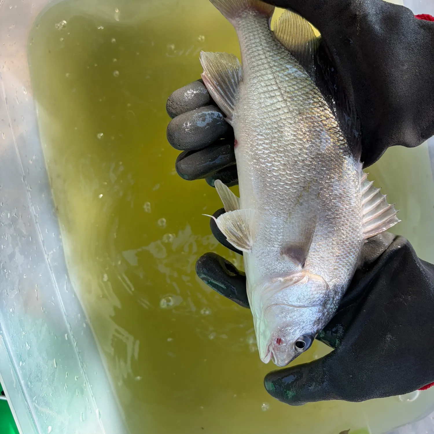 Freshwater drum caught on Fishbrain