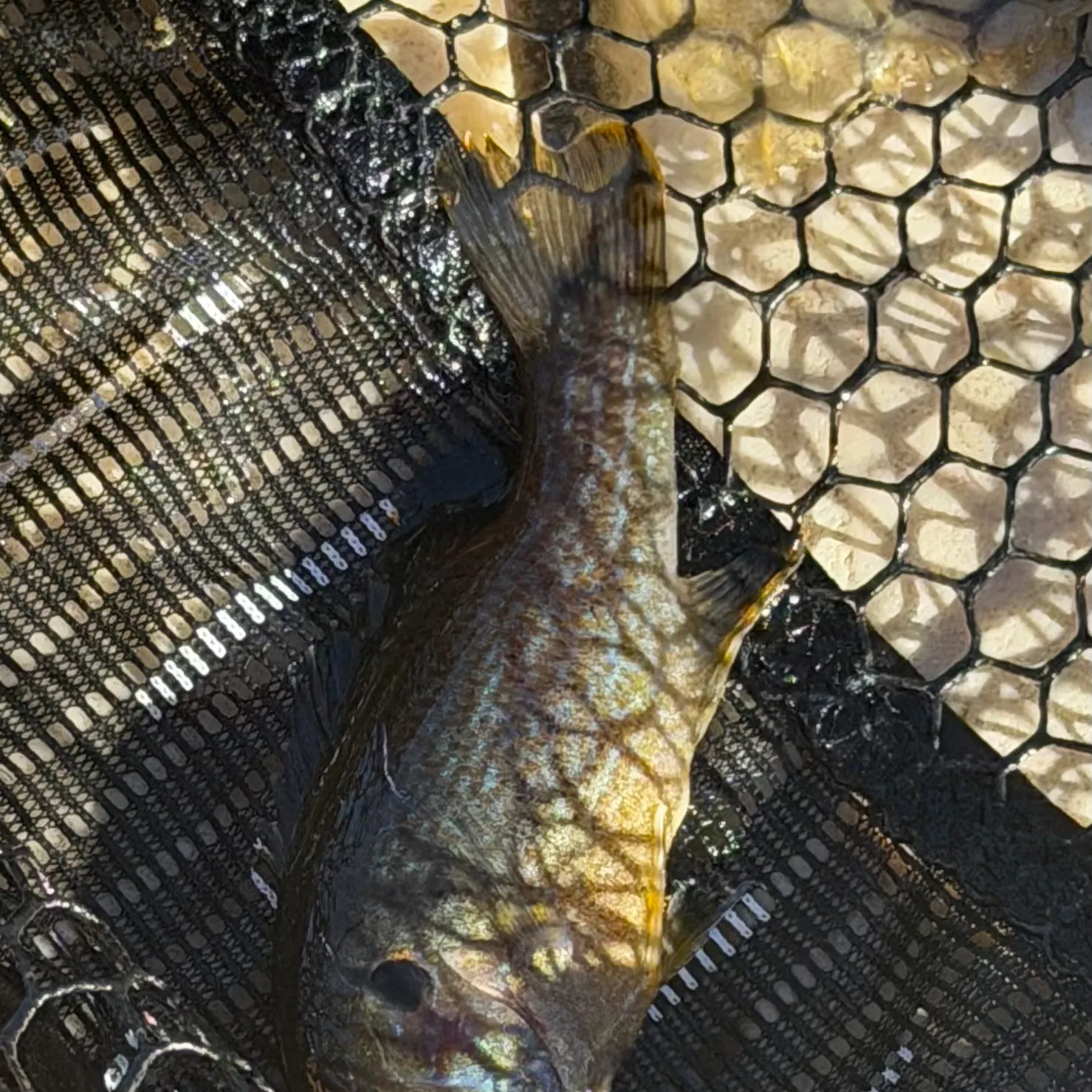 Green sunfish caught on Fishbrain