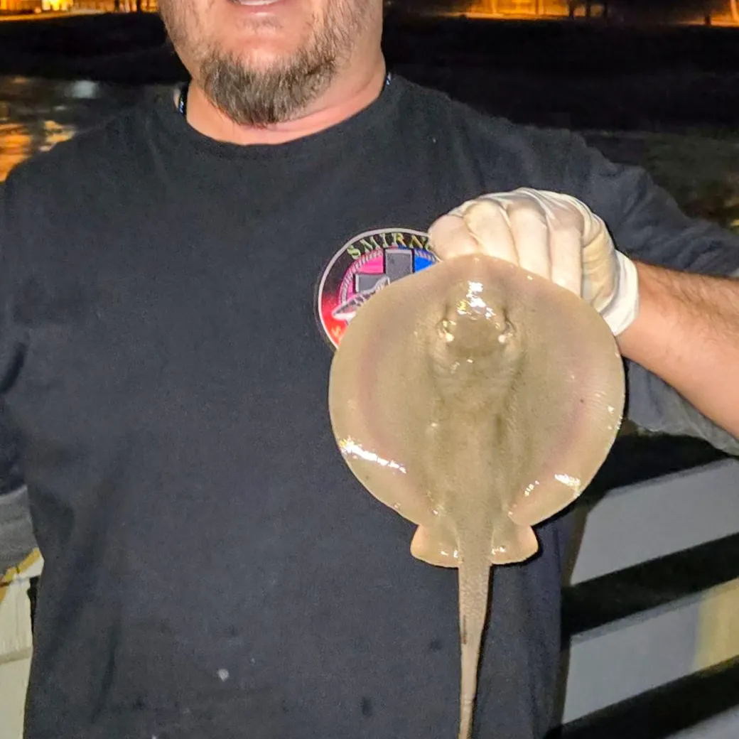 Haller's round ray caught on Fishbrain