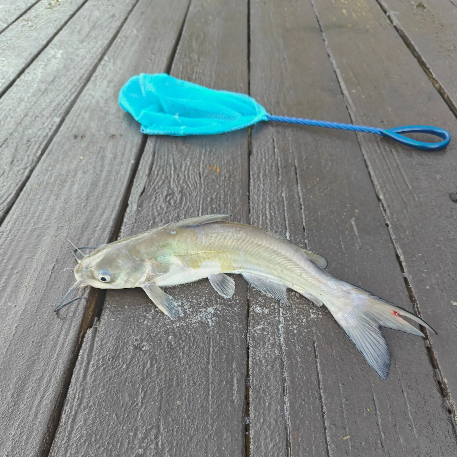 Channel catfish caught on Fishbrain