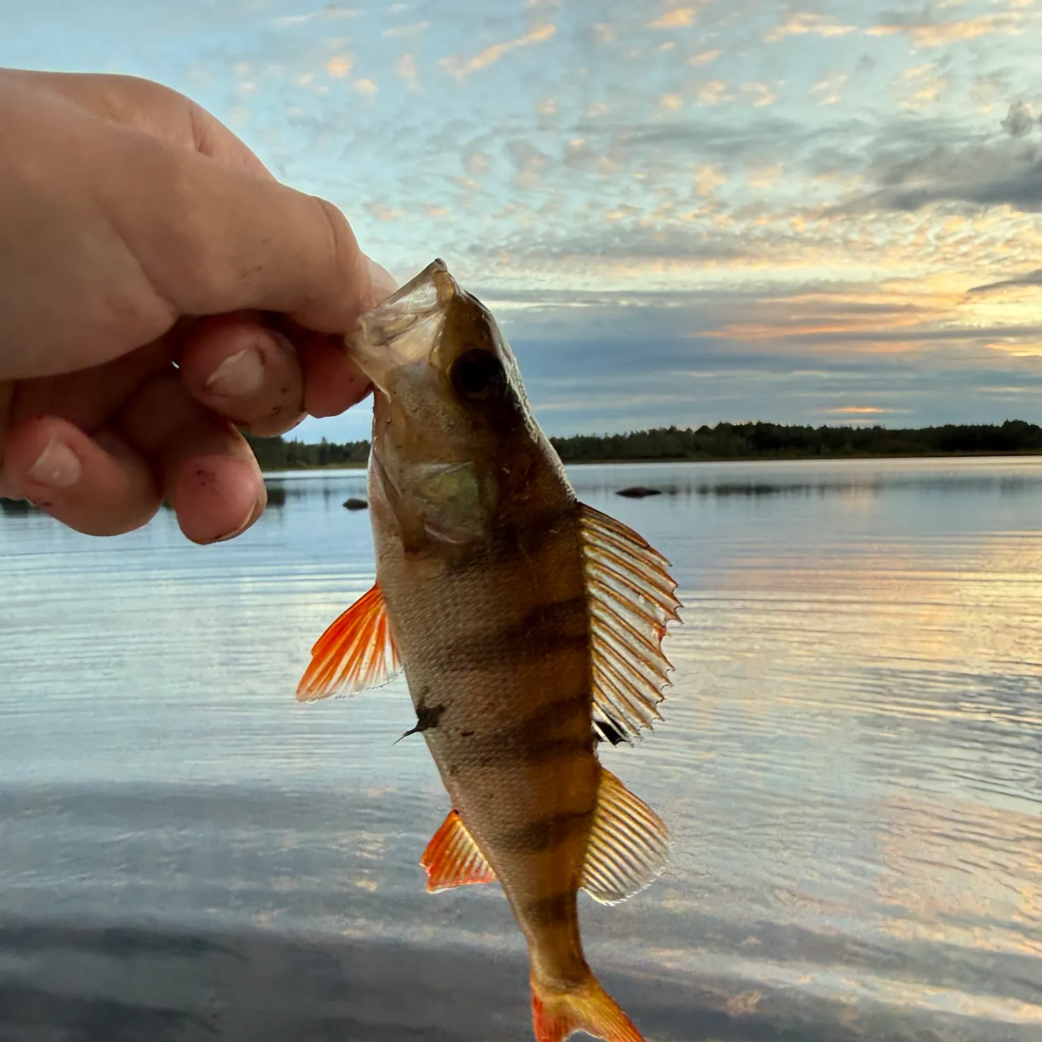 European perch caught on Fishbrain