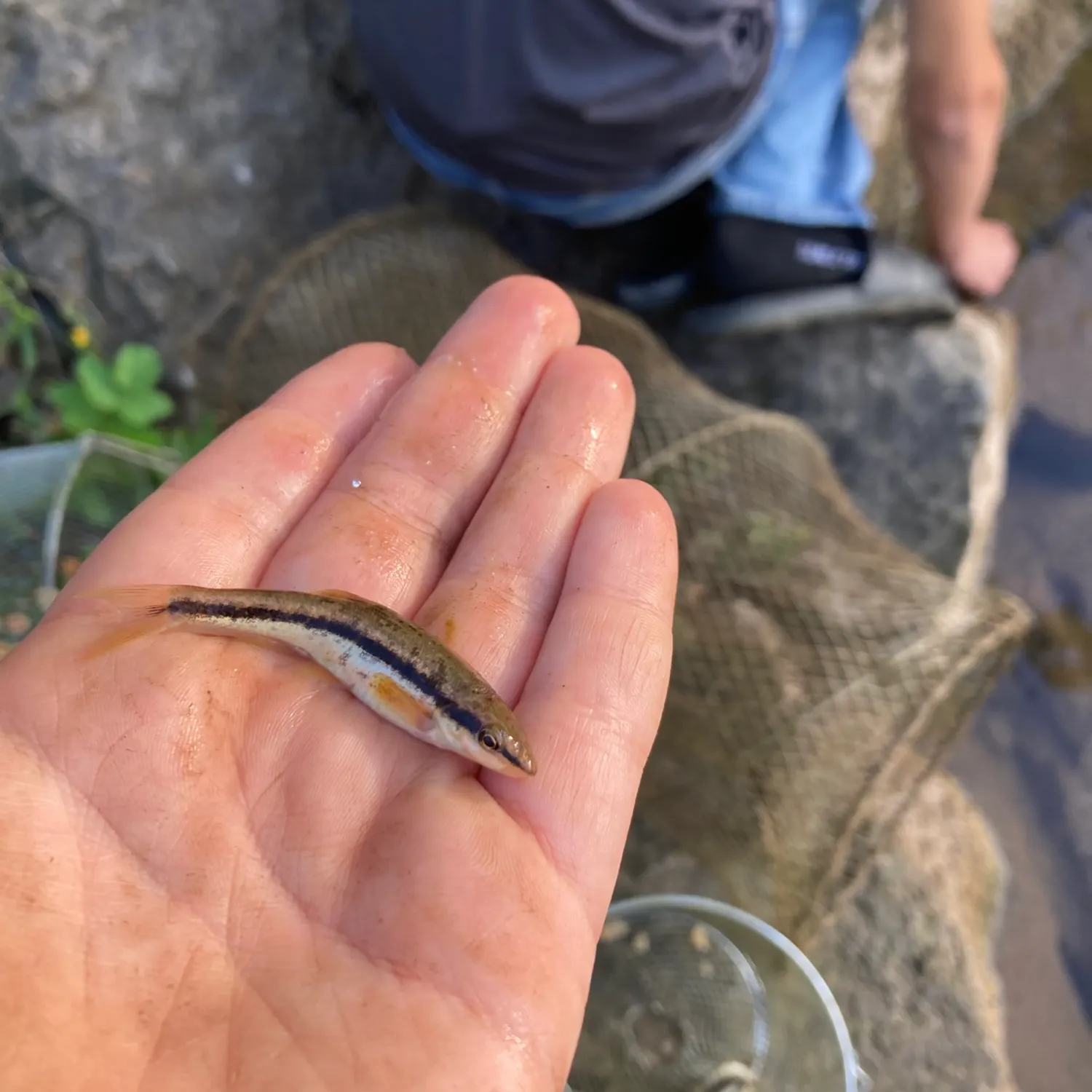 Fathead minnow caught on Fishbrain