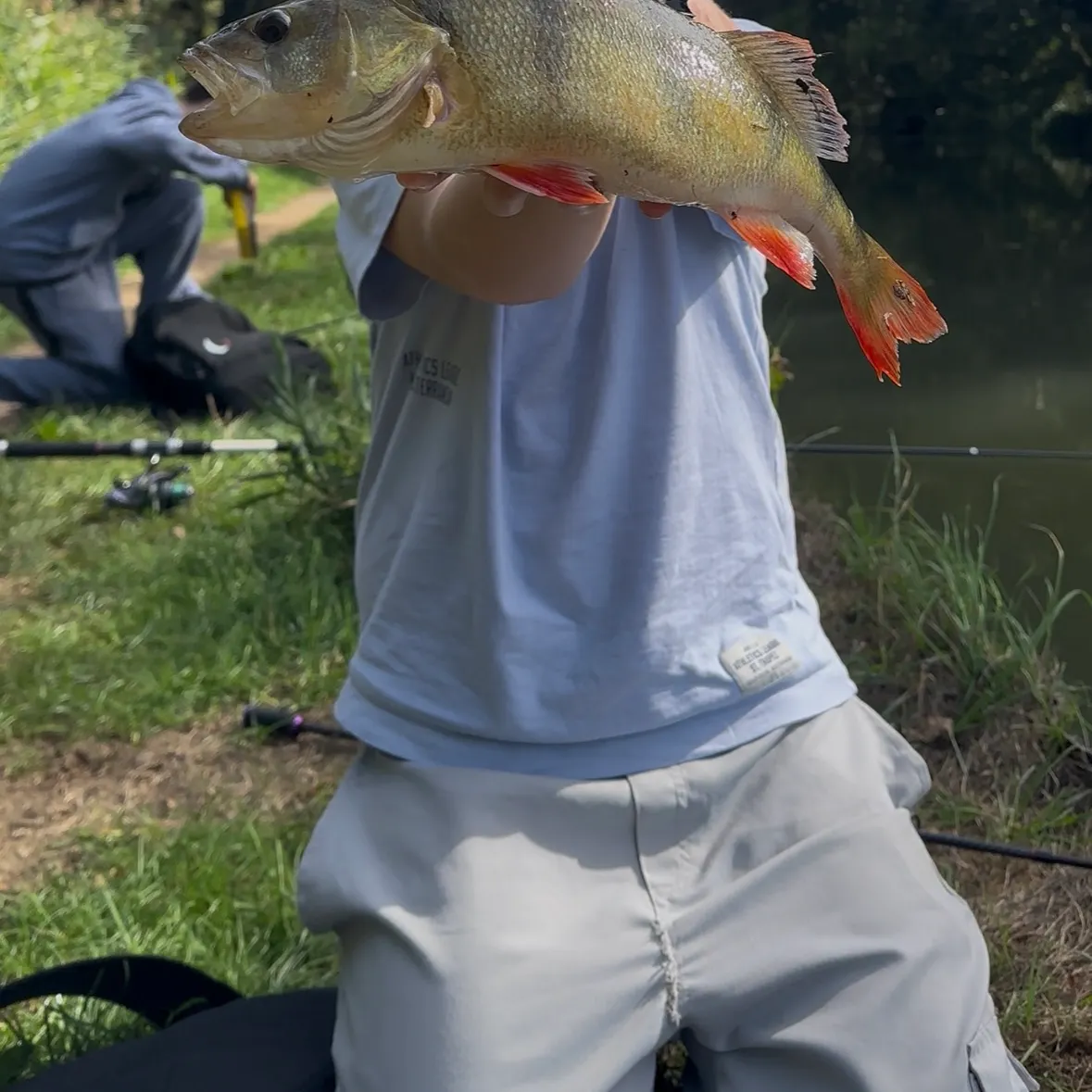 European perch caught on Fishbrain