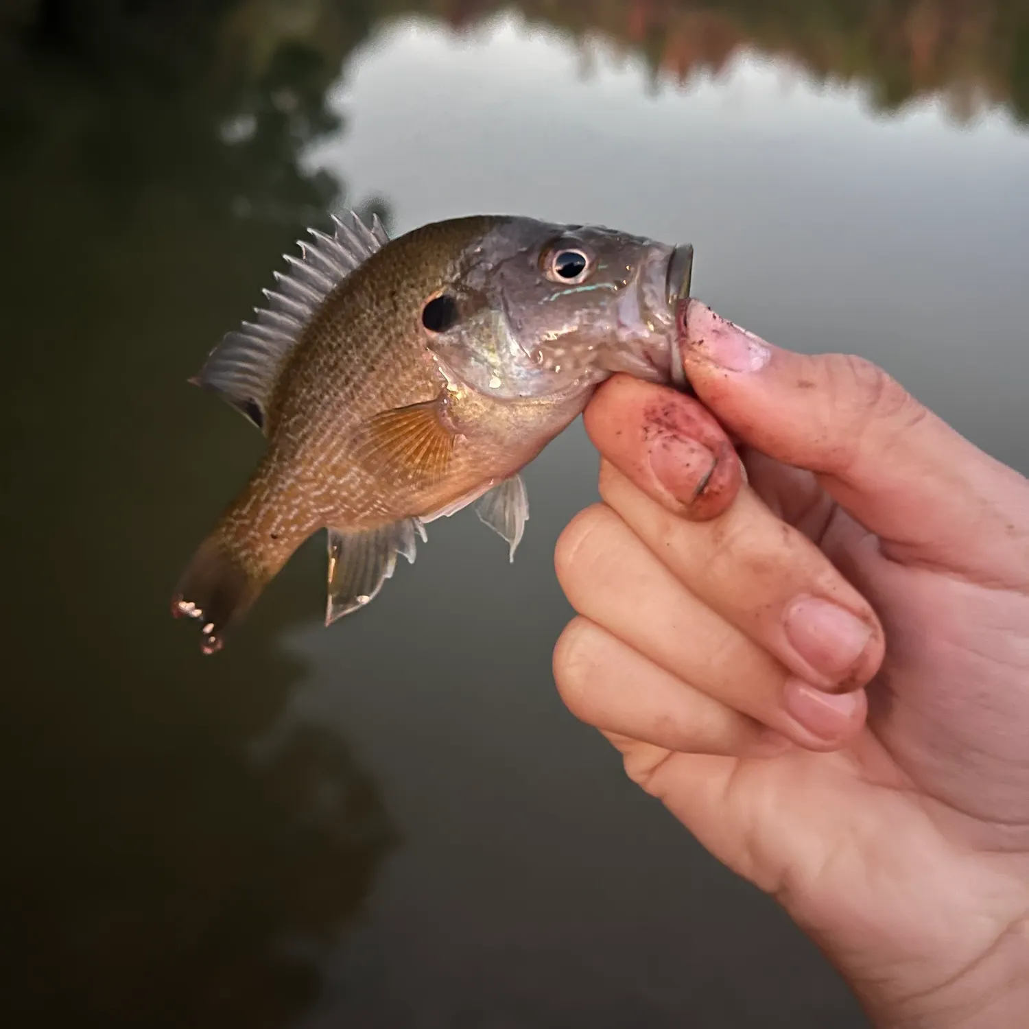 Green sunfish caught on Fishbrain