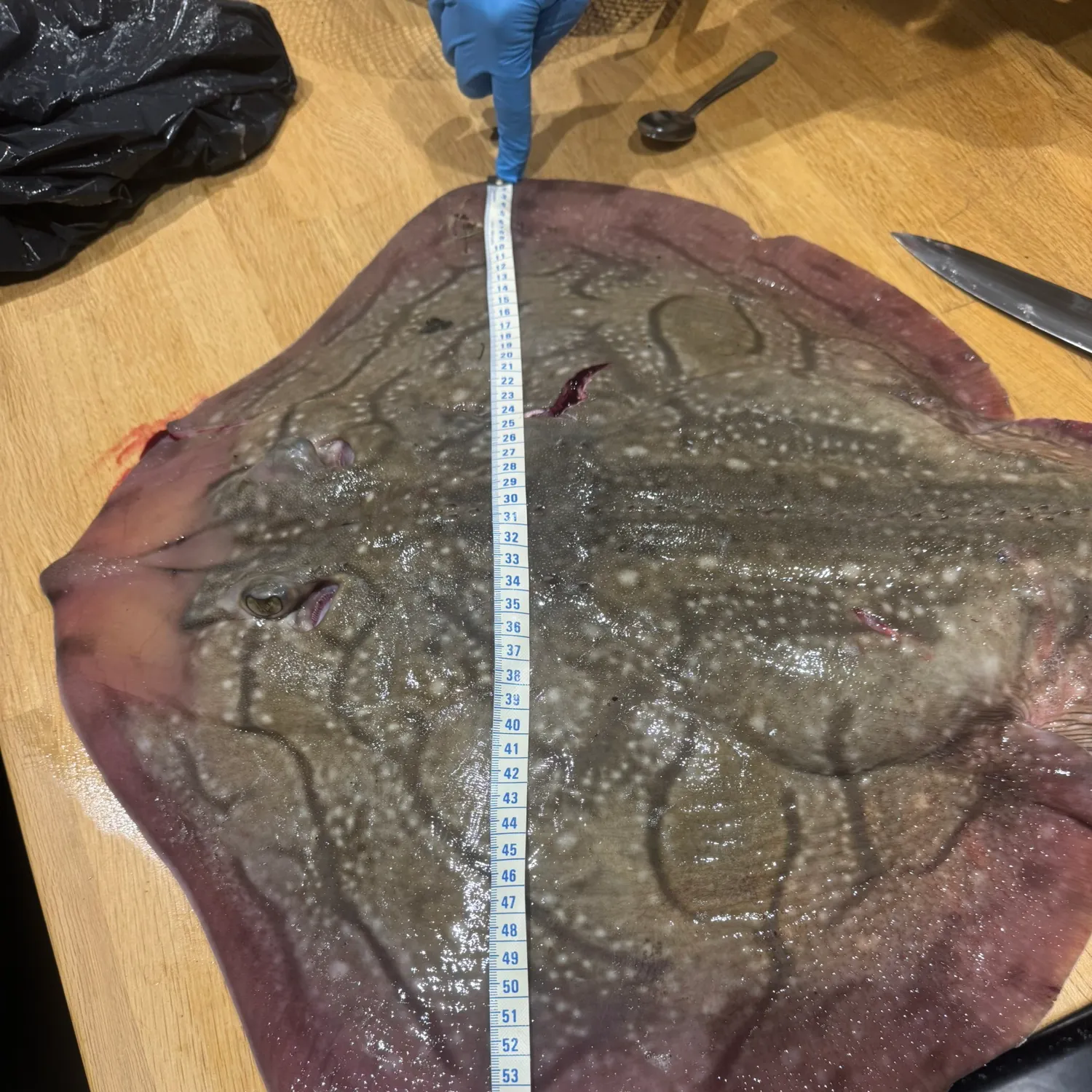 The most recent Starry ray catches on Fishbrain