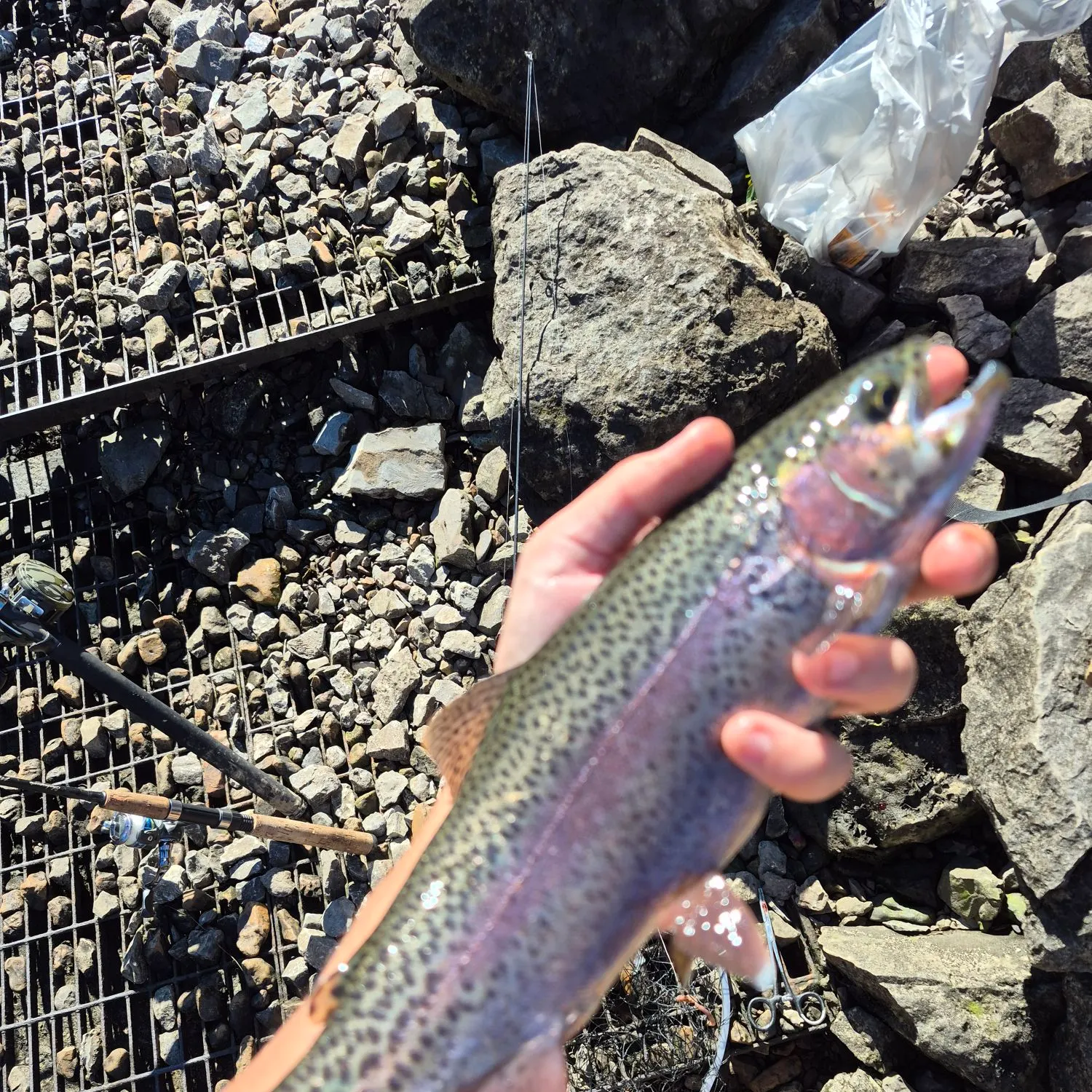 Rainbow trout caught on Fishbrain