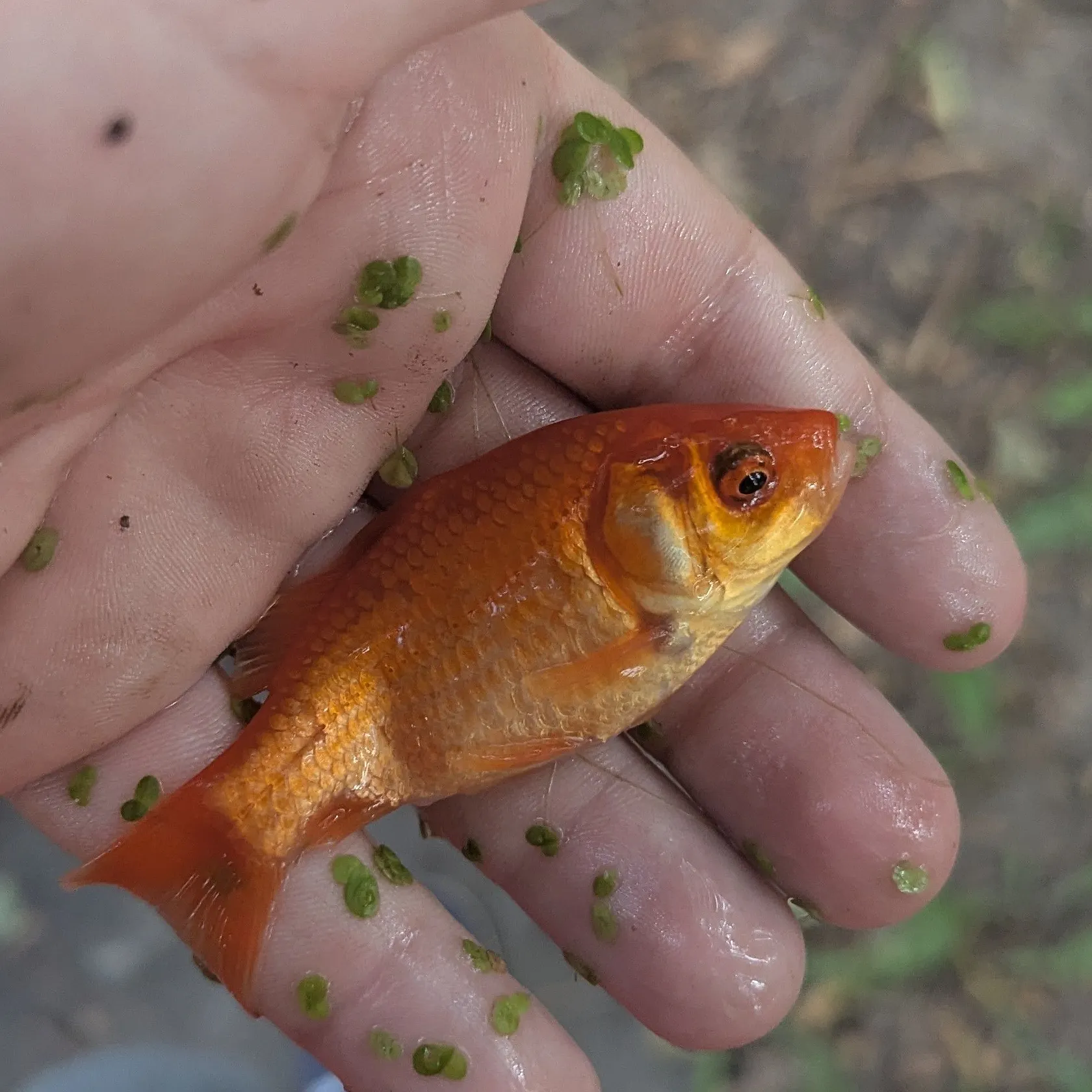 The most recent Goldfish catches on Fishbrain