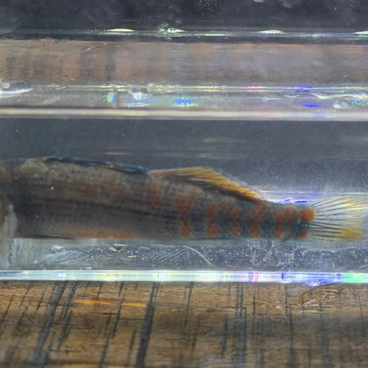 Rainbow darter caught on Fishbrain