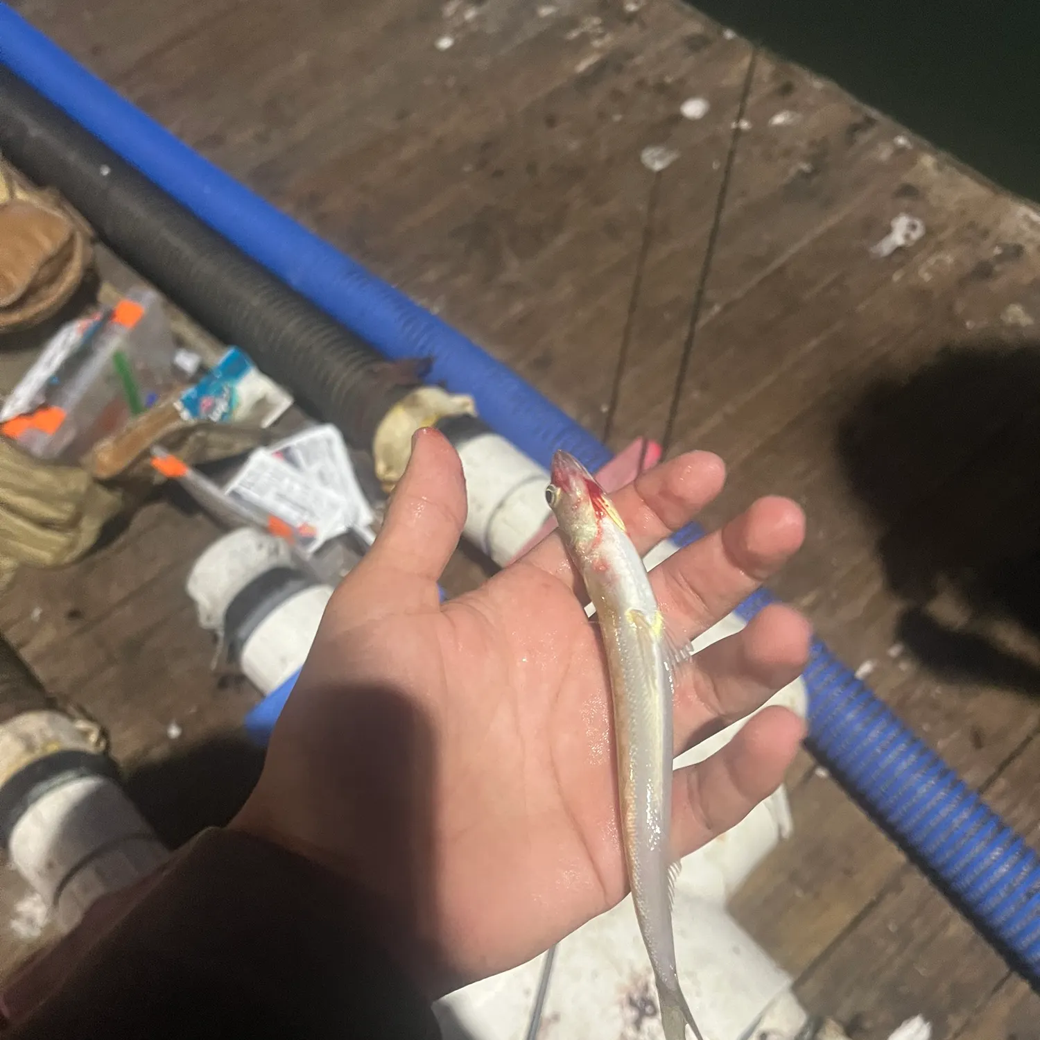 The most recent Inshore lizardfish catches on Fishbrain