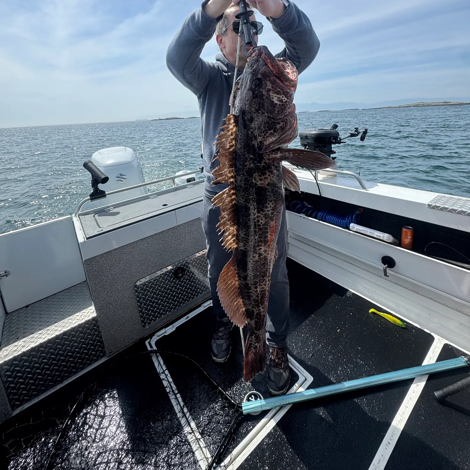 The most recent Lingcod catches on Fishbrain
