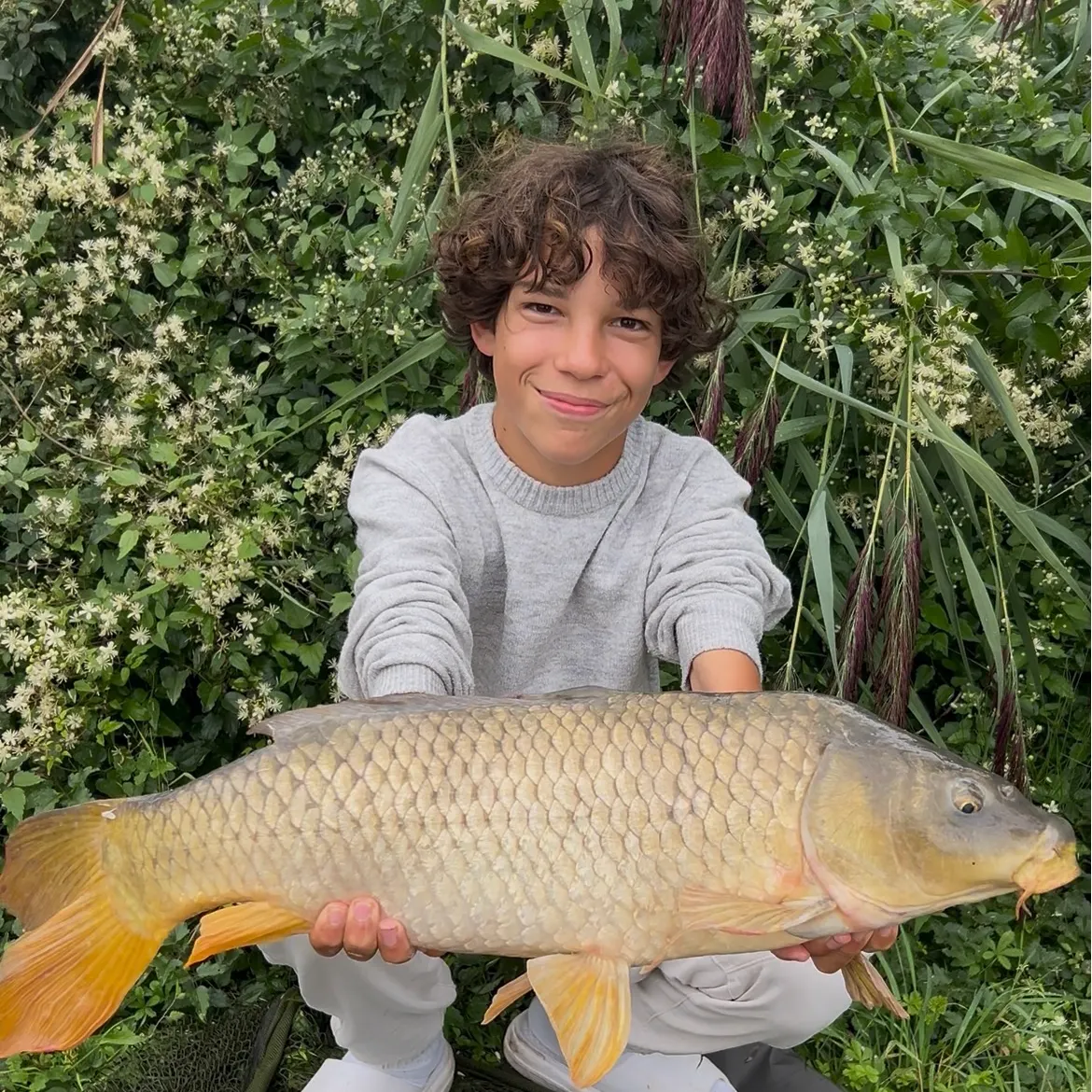 Common carp caught on Fishbrain