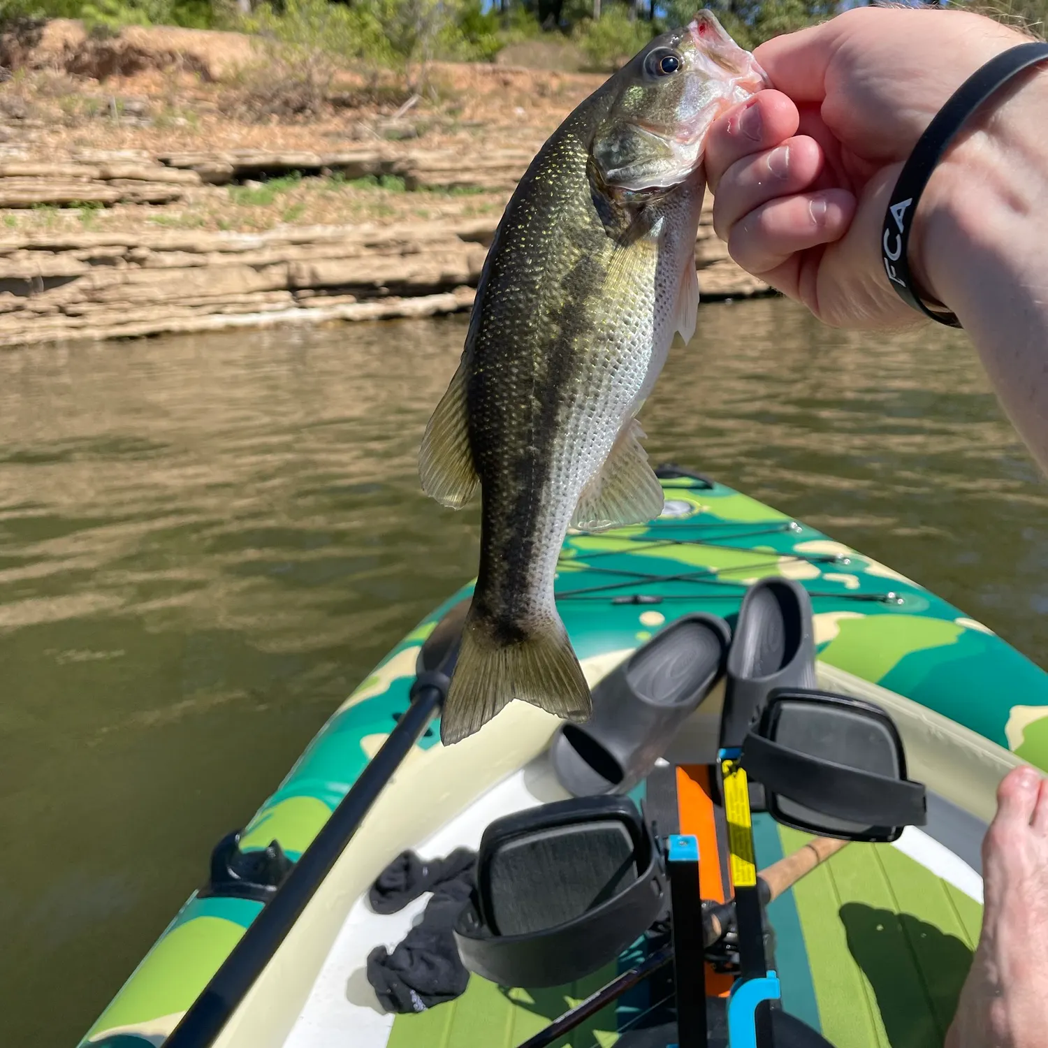 Spotted bass caught on Fishbrain