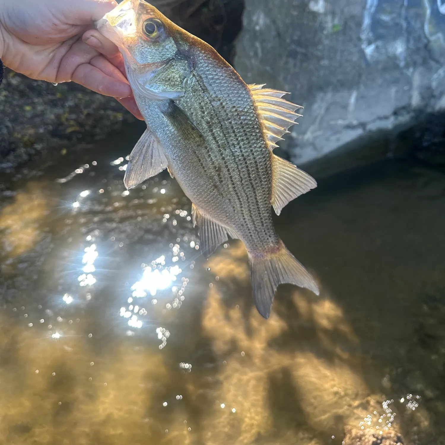 White bass caught on Fishbrain