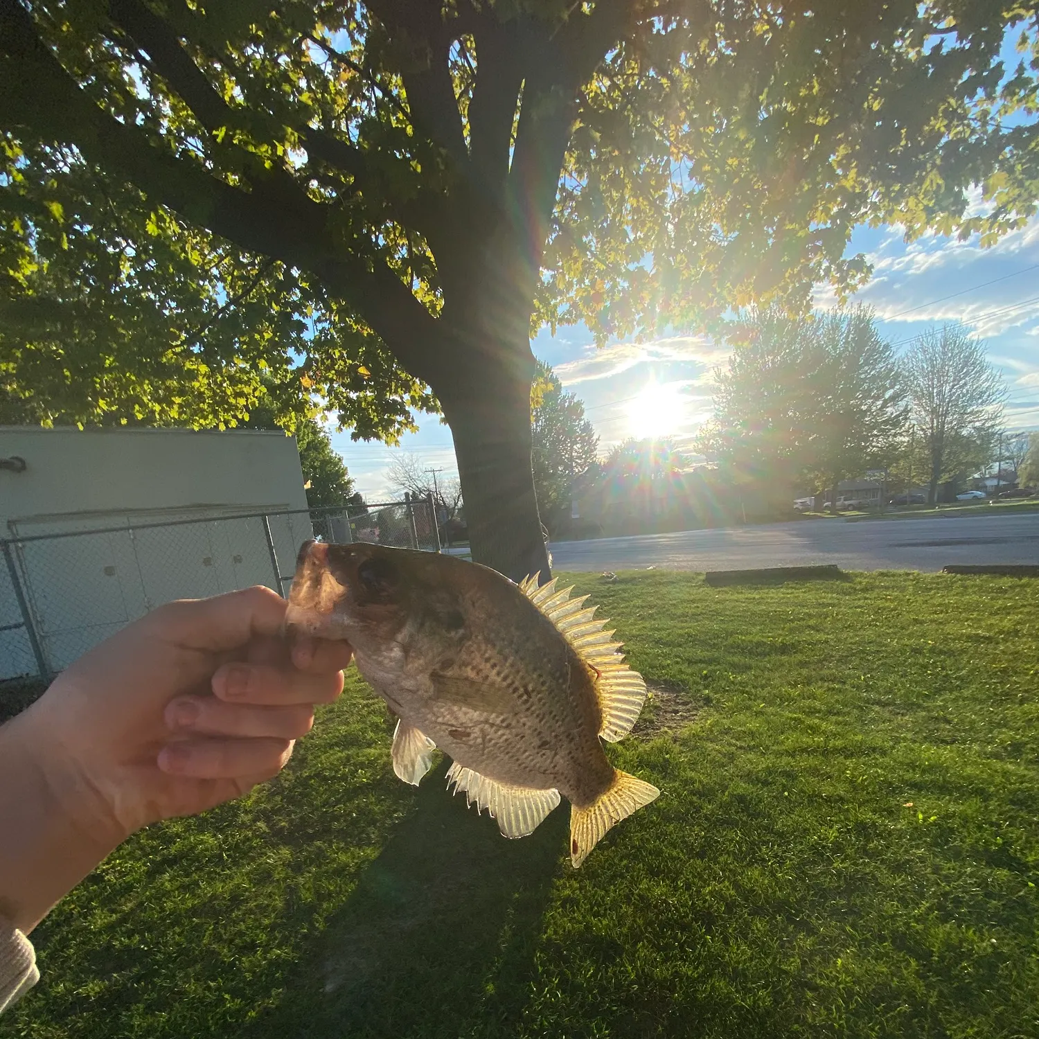 catch