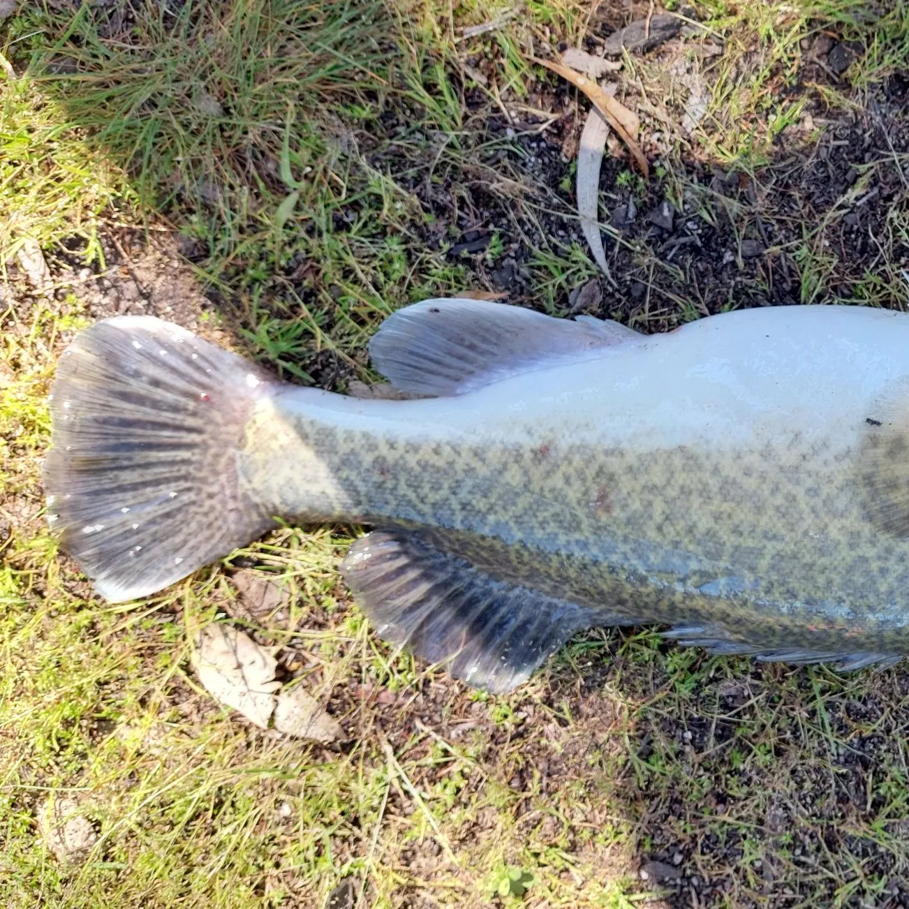 Murray cod caught on Fishbrain