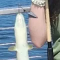 The most recent American eel catches on Fishbrain