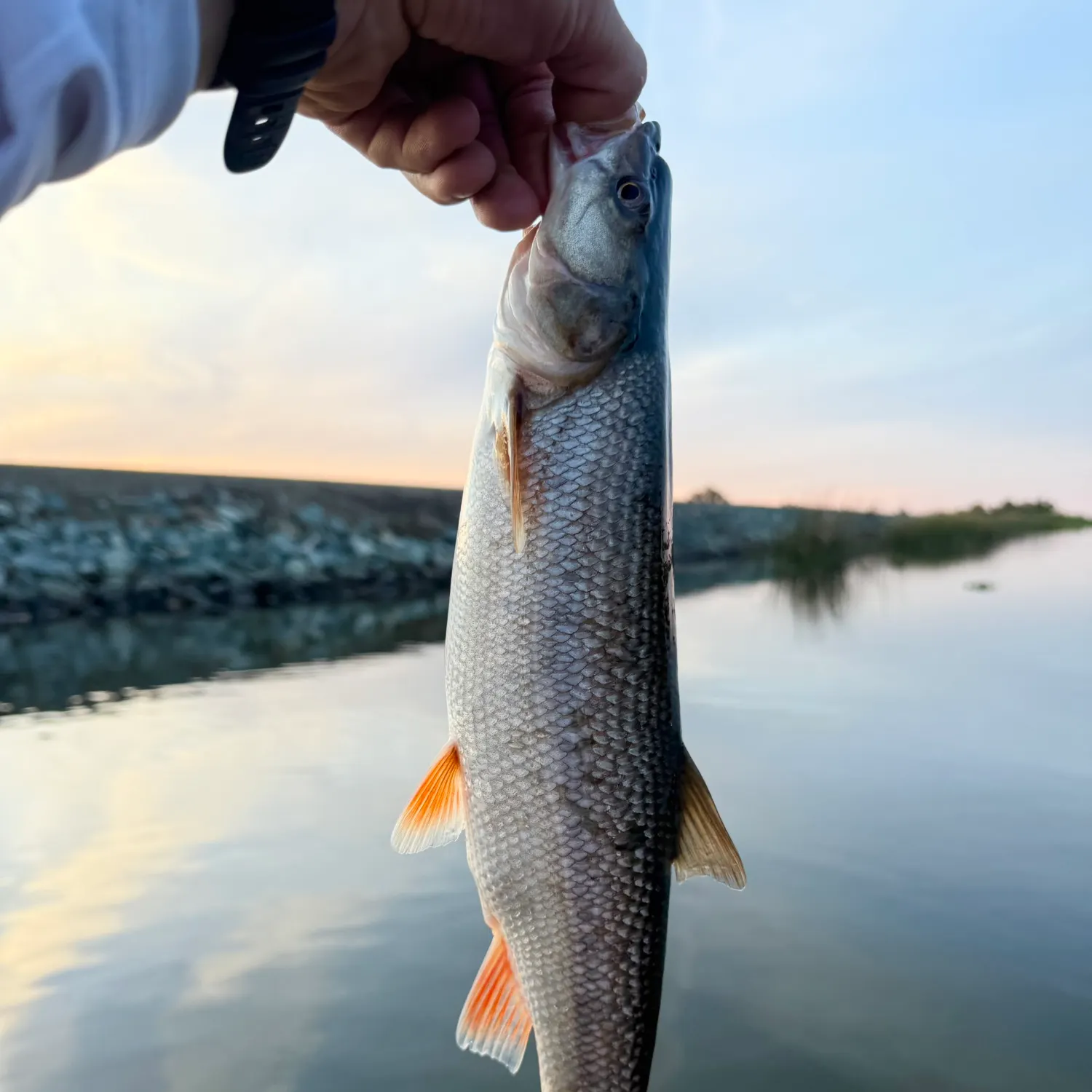 The most recent Sacramento pikeminnow catches on Fishbrain