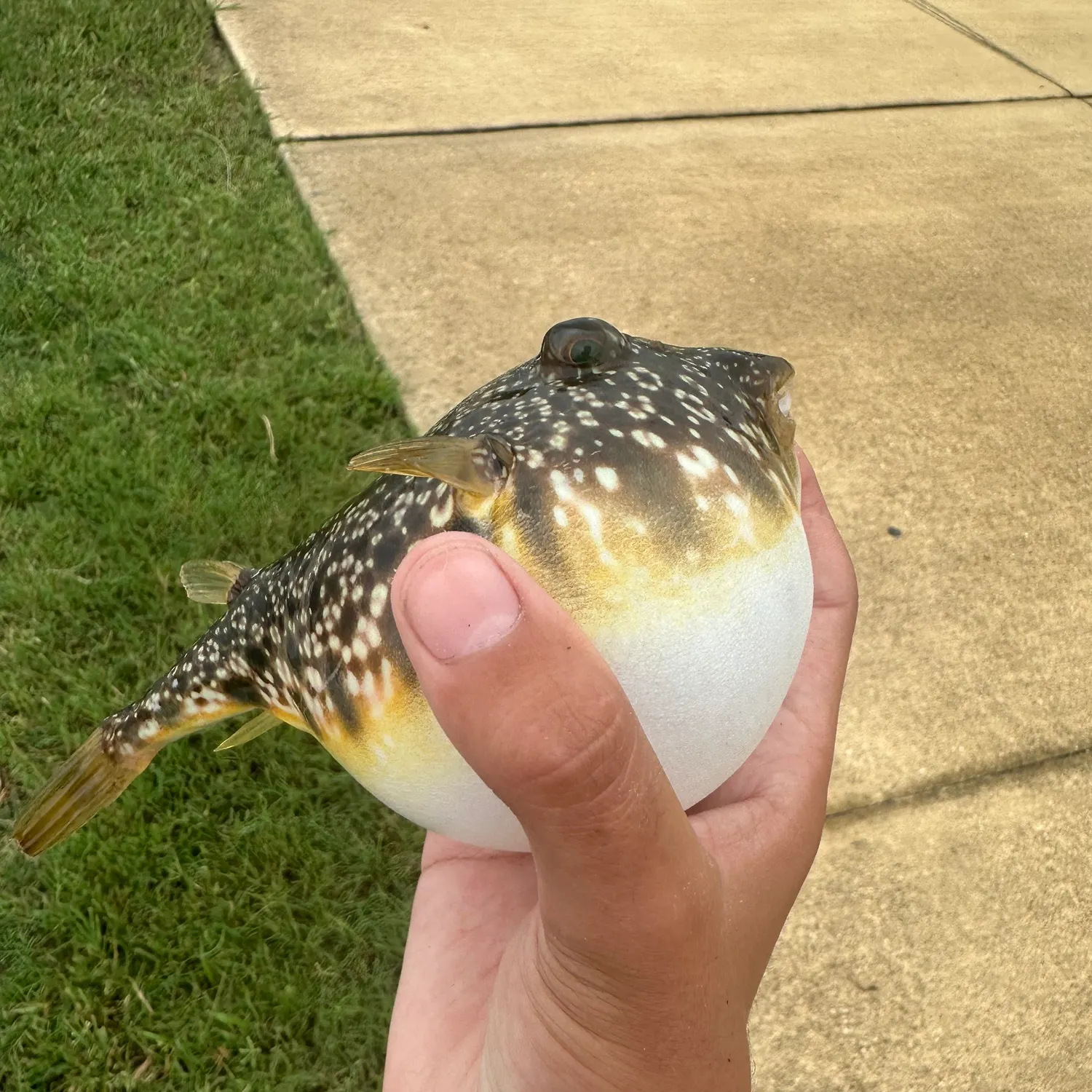 The most recent Southern puffer catches on Fishbrain